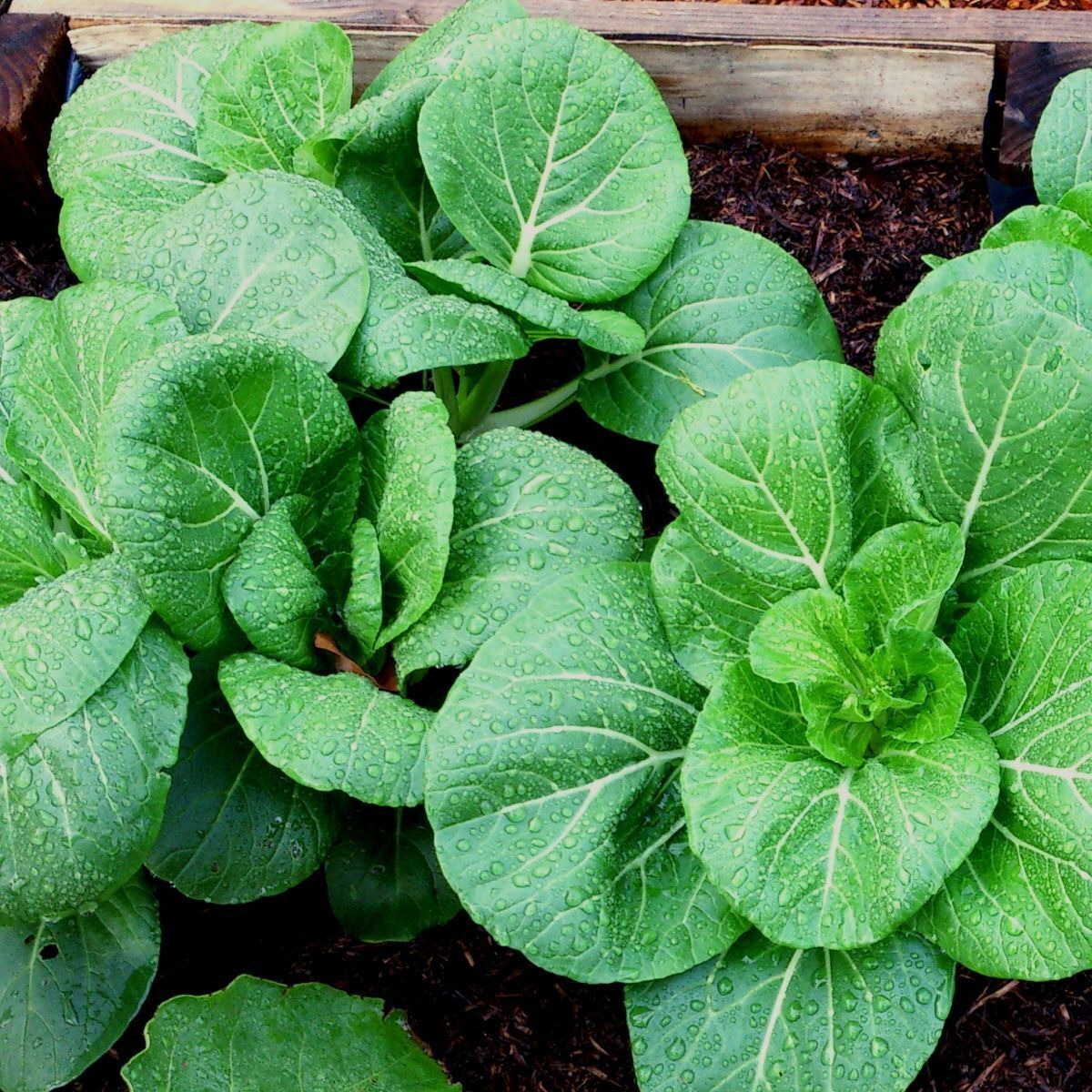 Cantong Pak Choi Seeds