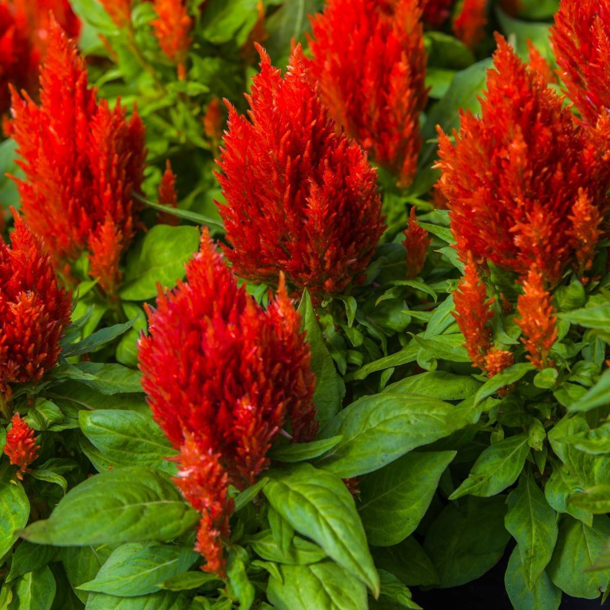 Celosia Seeds - Scarlet Plume