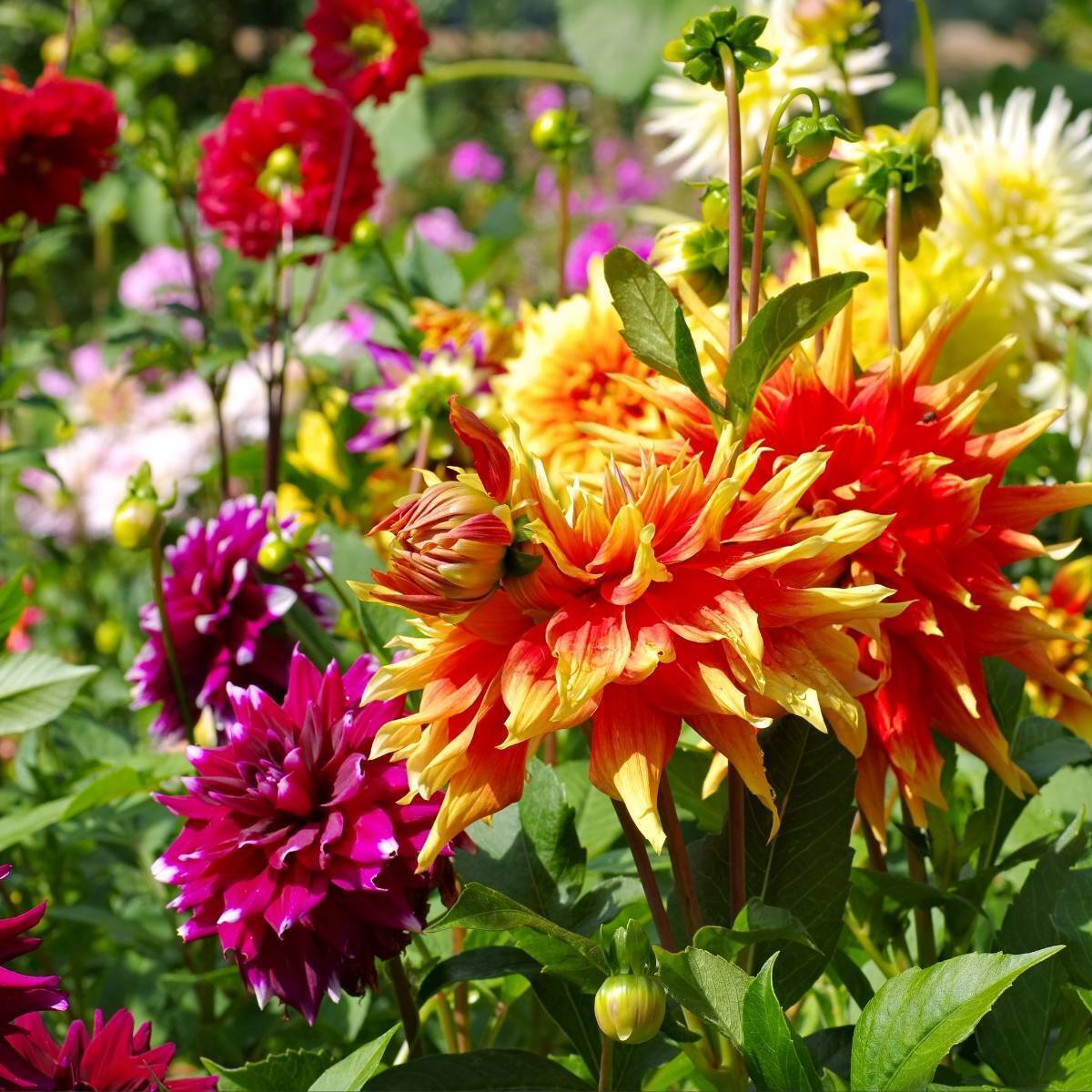 Dahlia Decorative Giants Mix Seeds