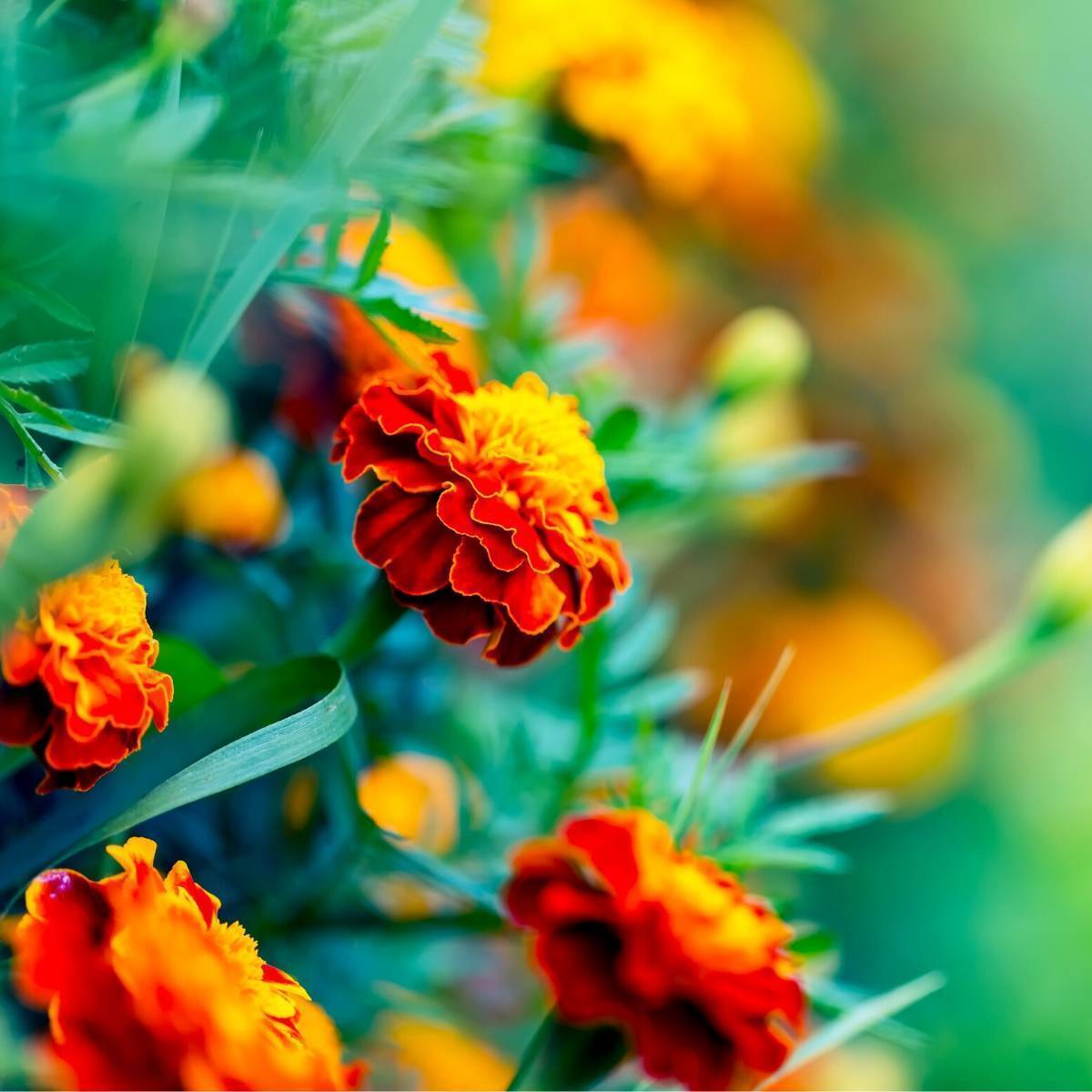 Marigold French Petite Harmony Seeds