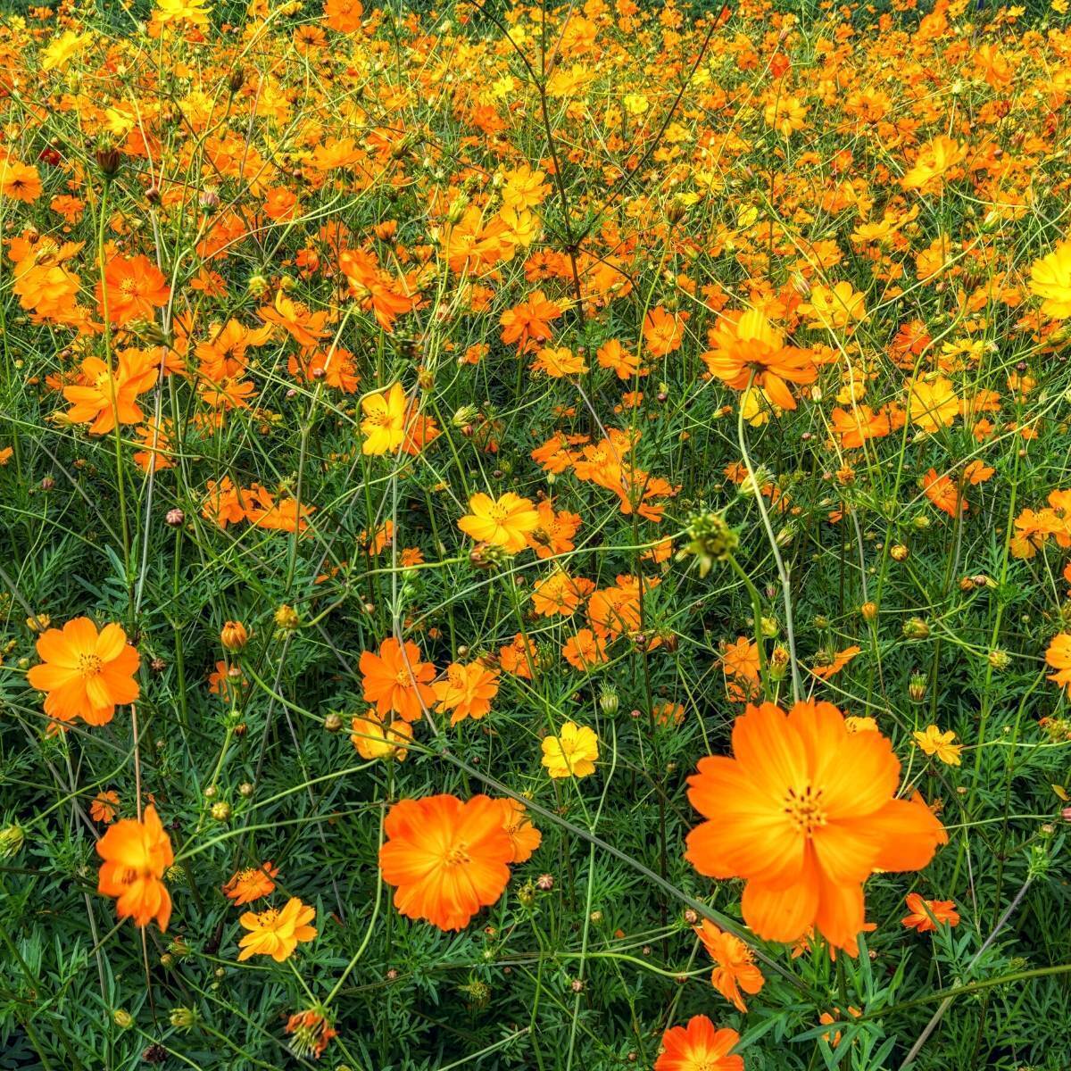 Cosmos Bright Lights Mix Seeds