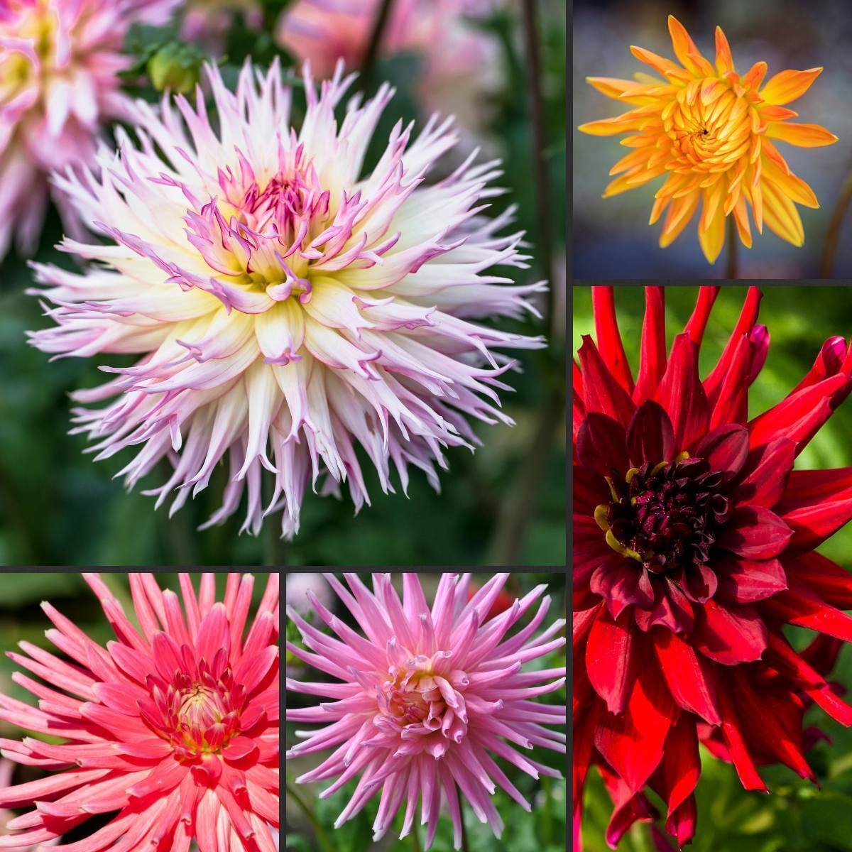 Dahlia Cactus Flowered Mix Seeds