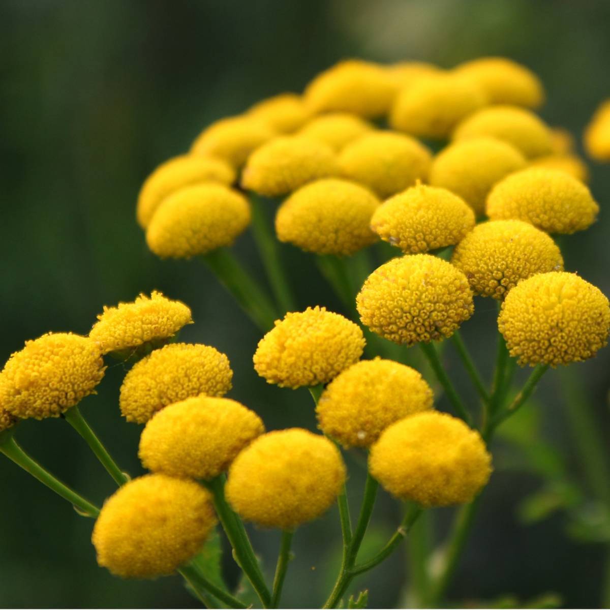 Tansy (Tanacetum vulgare) Seeds