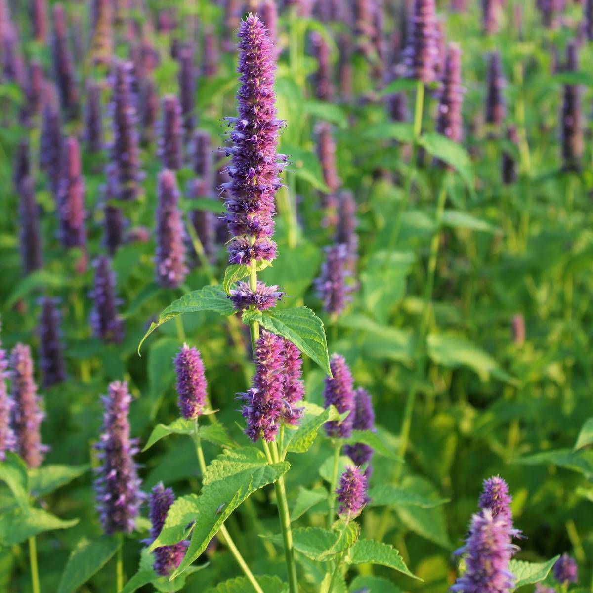 Anise Hyssop Seeds