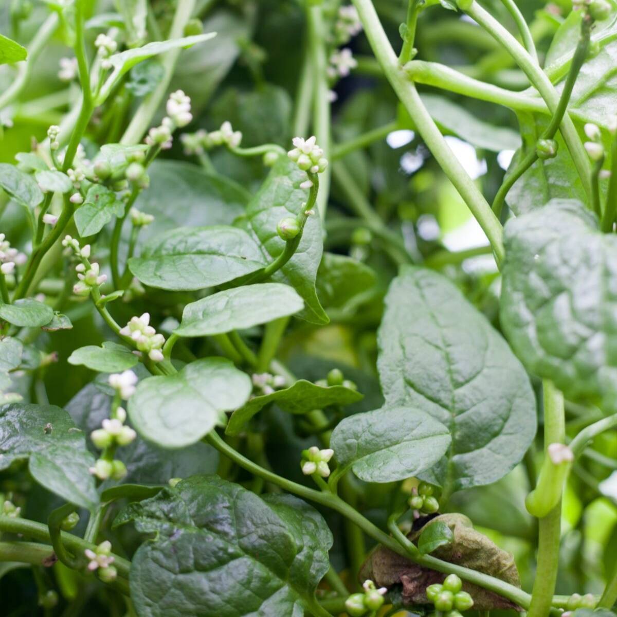 Green Malabar Spinach Seeds