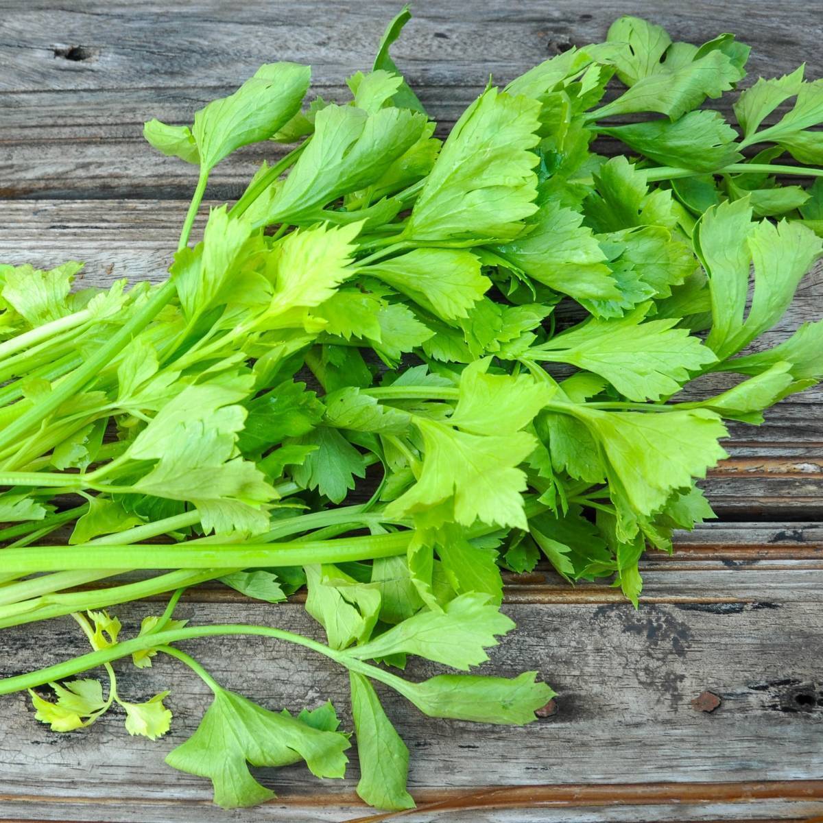 Amsterdam Leaf Celery Seeds