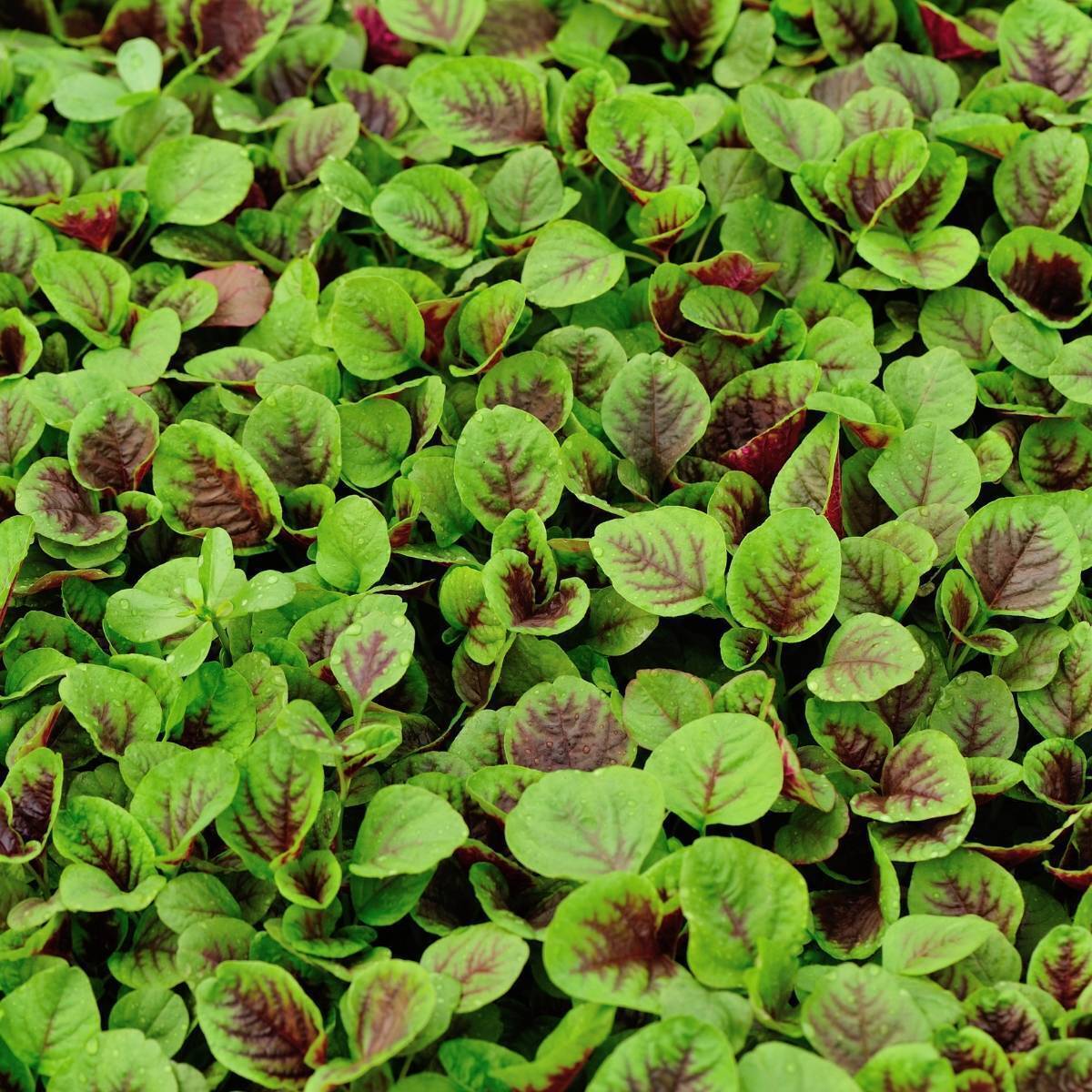 Amaranth Red Leaf Seeds