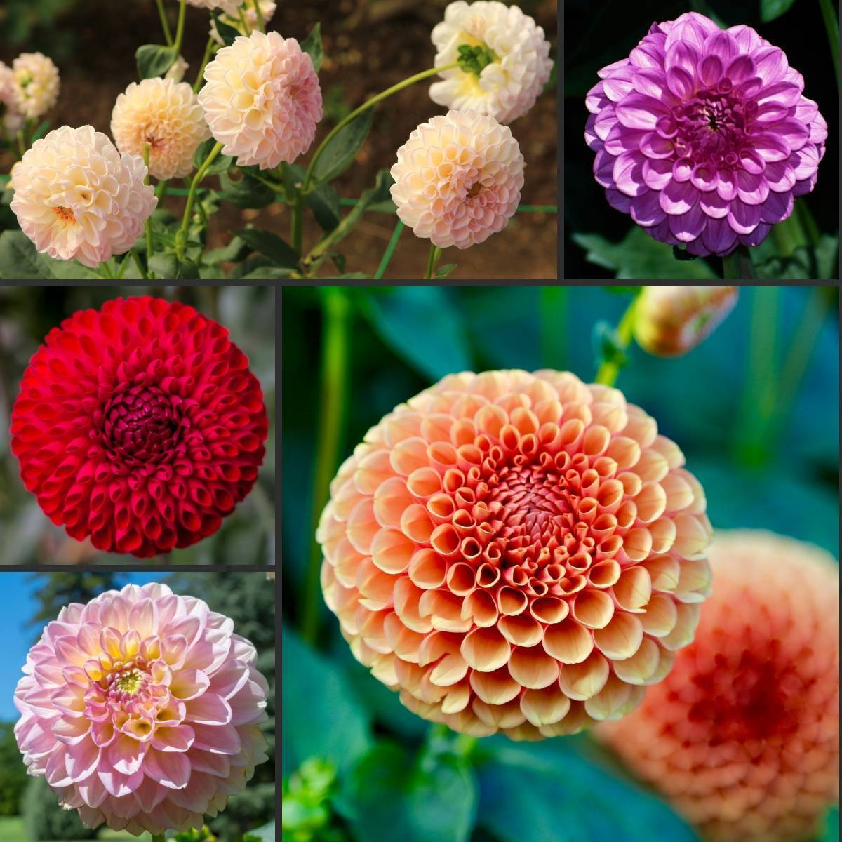 Dahlia Pompon Double Flowered Mix Seeds