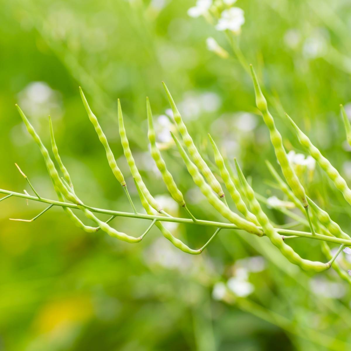 Rat-Tailed Radish Seeds