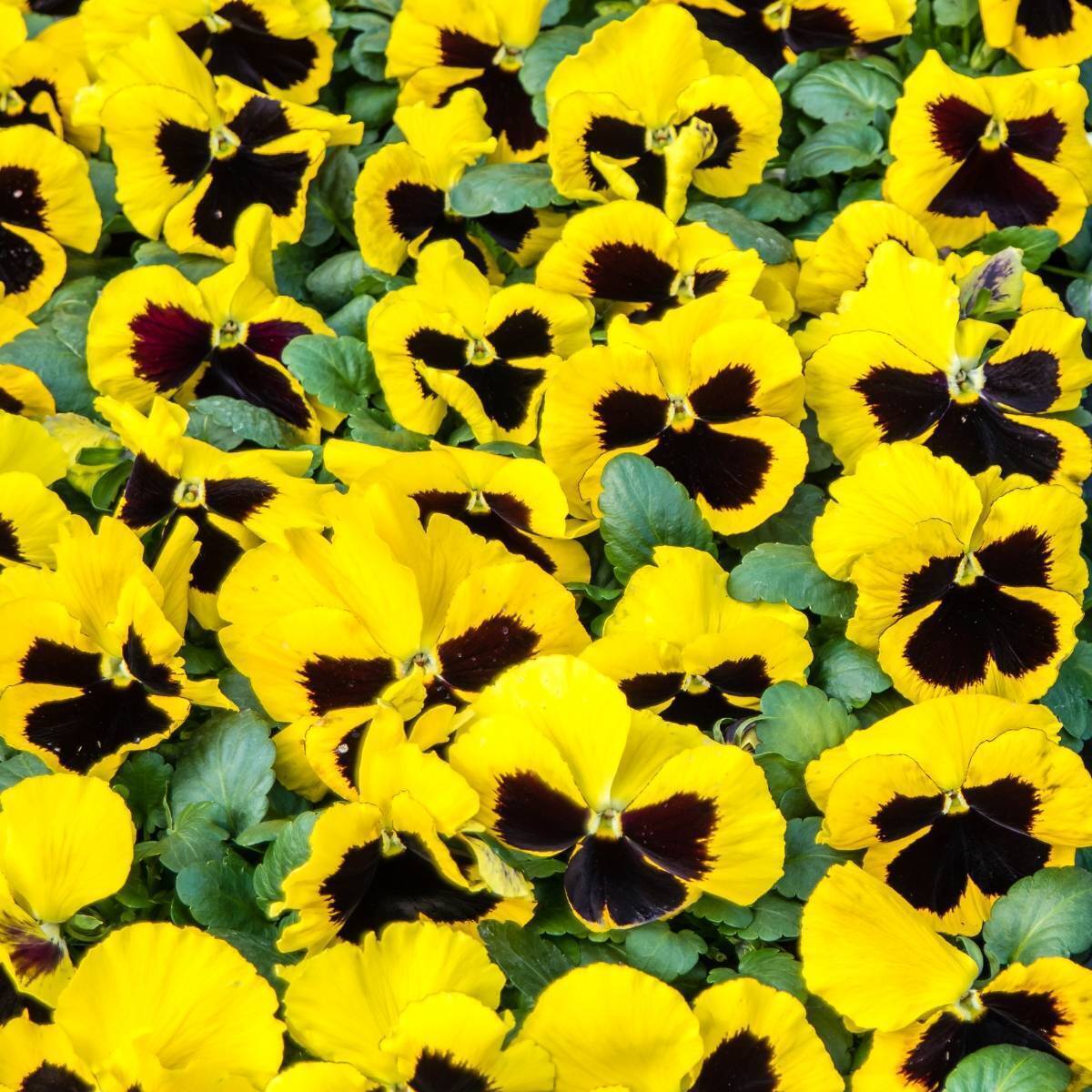 Pansy Swiss Giants Rhinegold Seeds