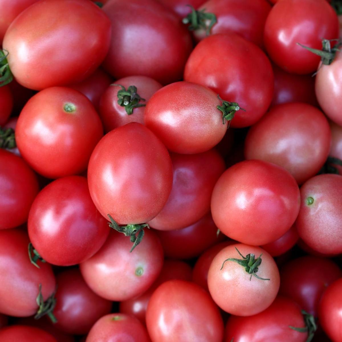 Thai Pink Egg Tomato Seeds