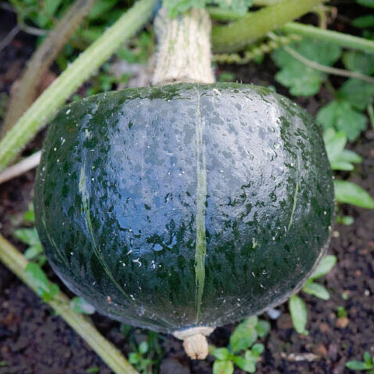 Burgess Buttercup Pumpkin Seeds