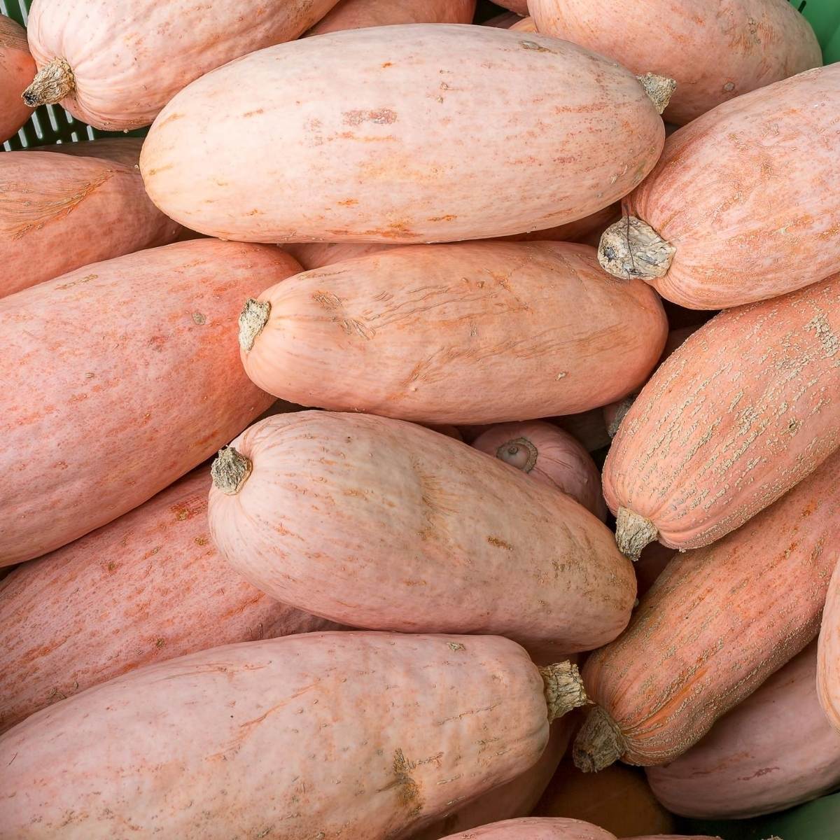 Pink Banana Jumbo Pumpkin Seeds