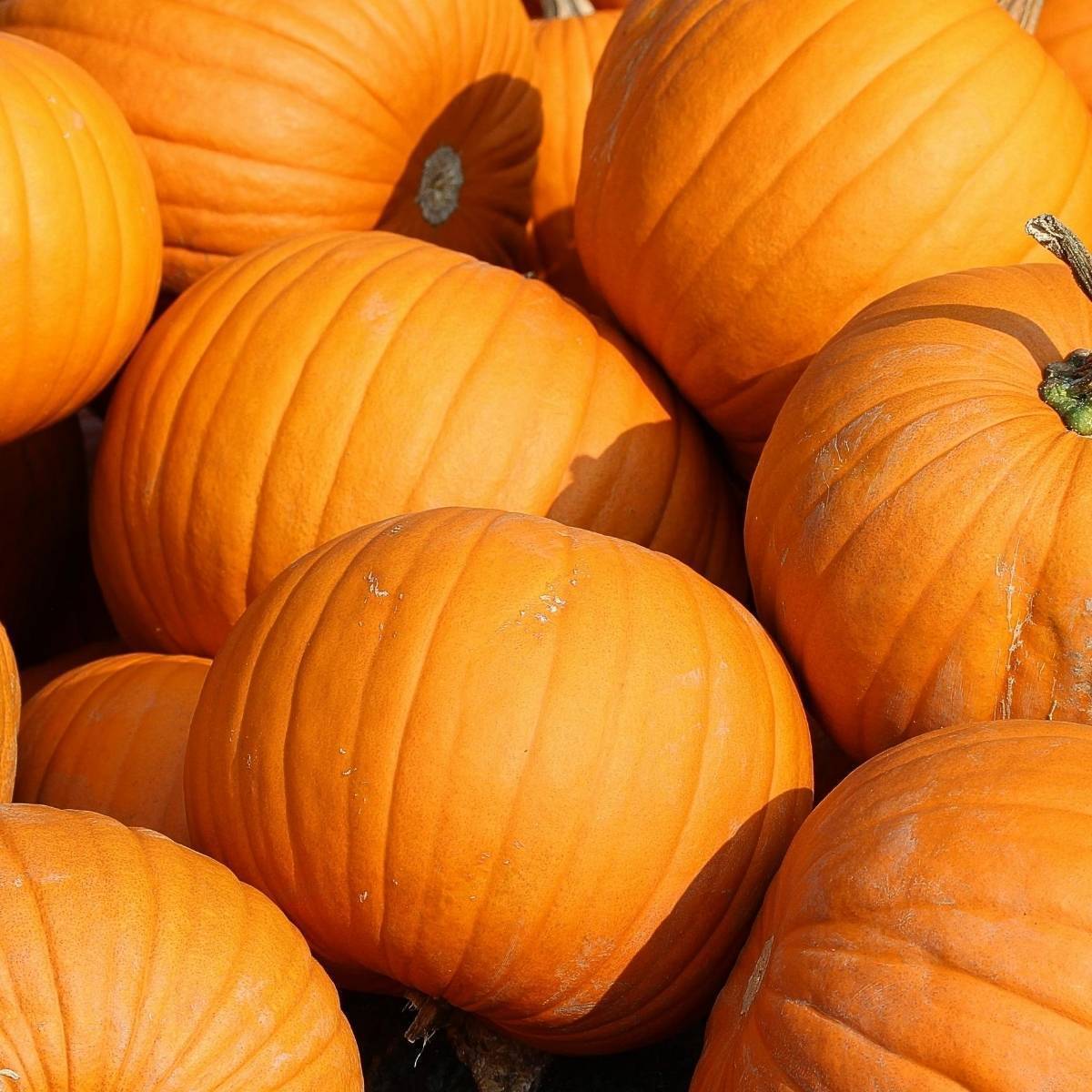 Jack O' Lantern Pumpkin Seeds