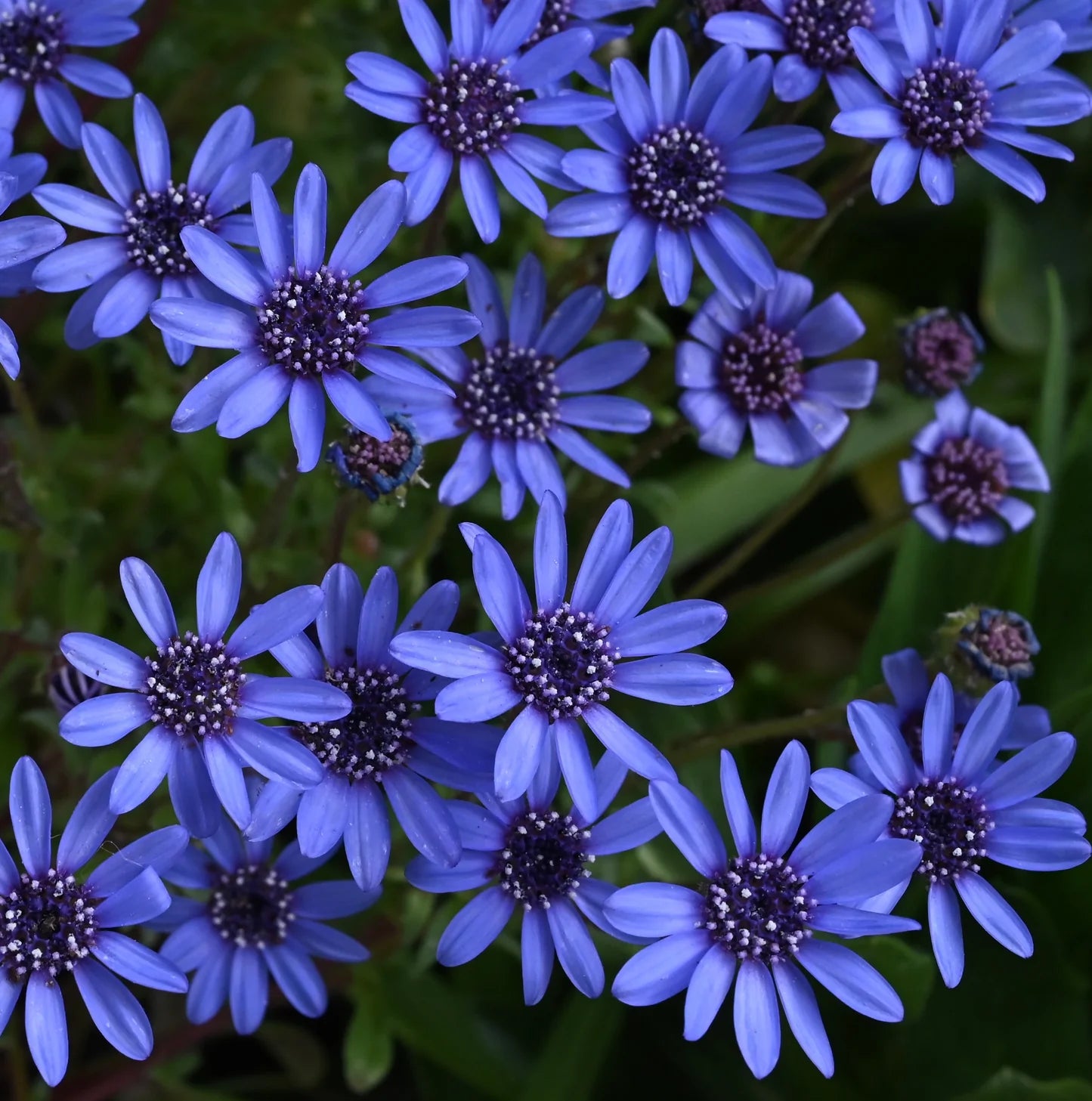Organic Blue Bellis Perennis Seeds for Planting – Heirloom, Non-GMO