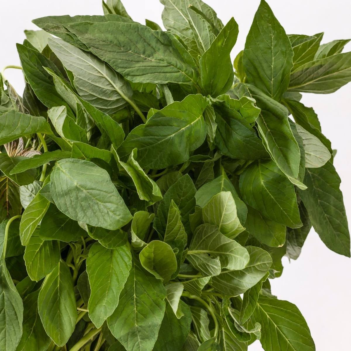 Green Leaf Amaranth Seeds