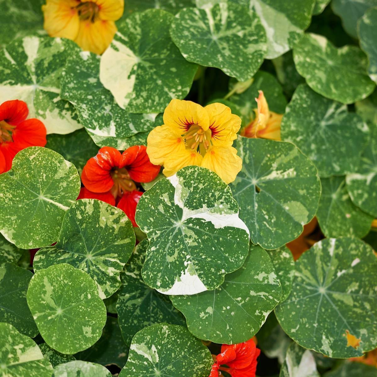 Nasturtium Alaska Mixed Seeds