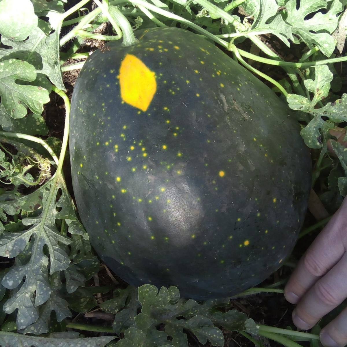 Moon and Stars Watermelon Seeds