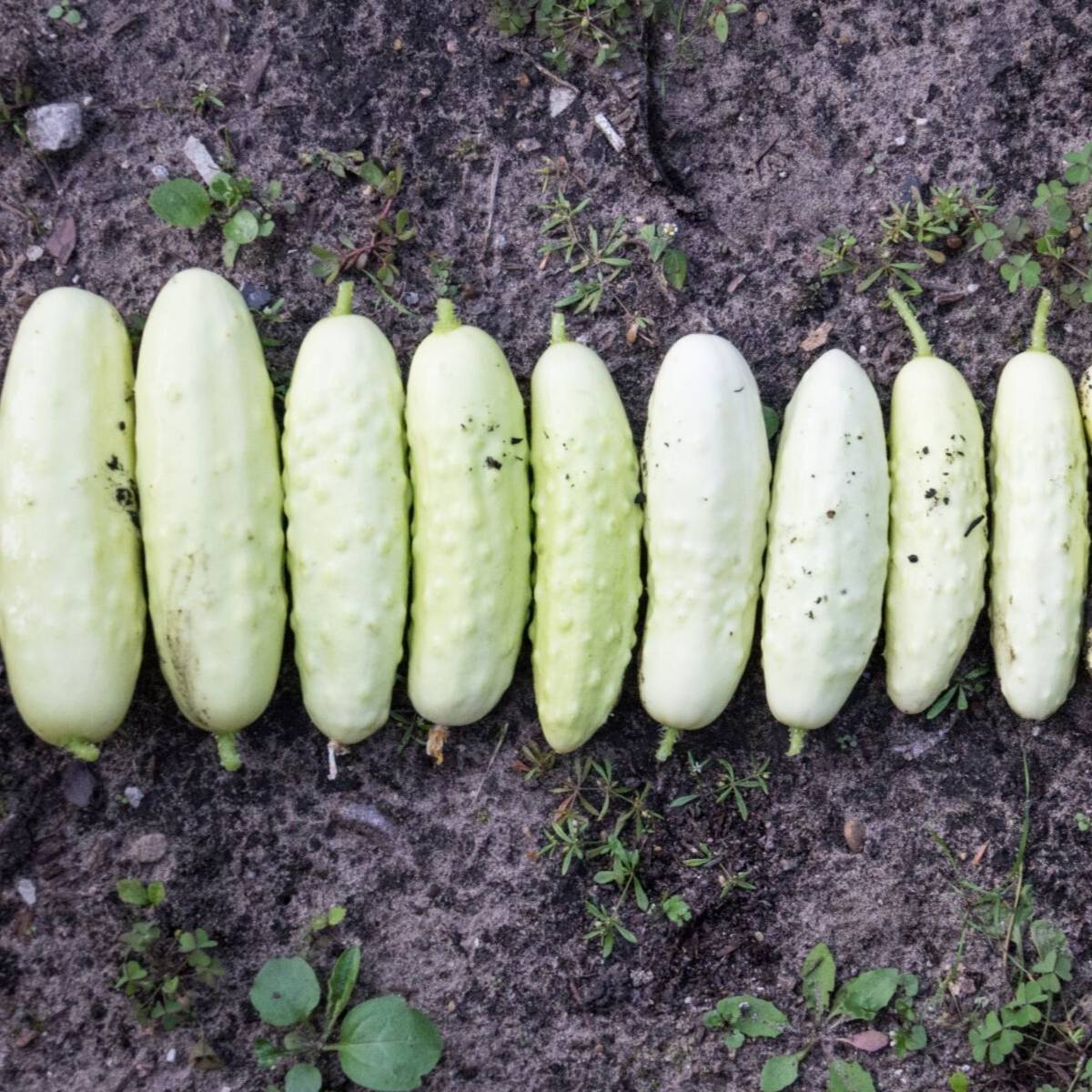 White Wonder Cucumber Seeds