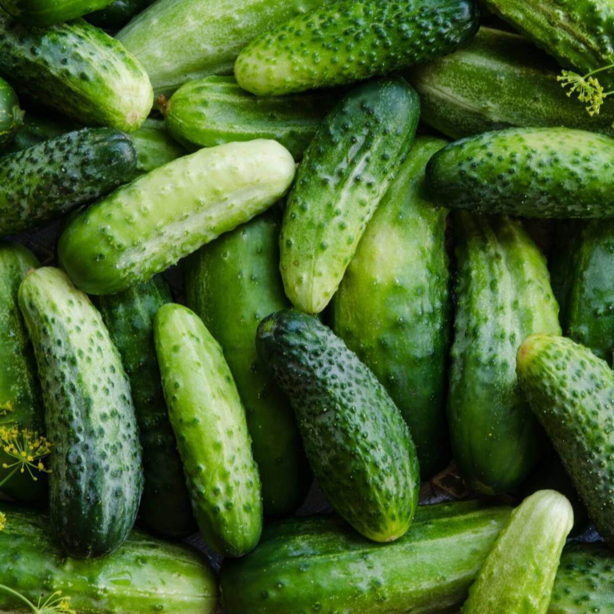 Boston Pickling Cucumber Seeds