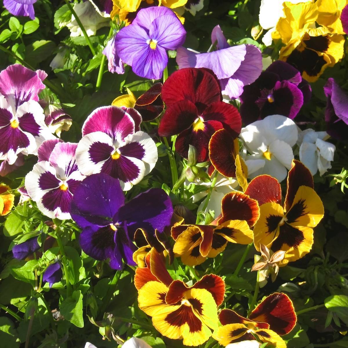 Pansy Swiss Giants Velvet Mix Seeds