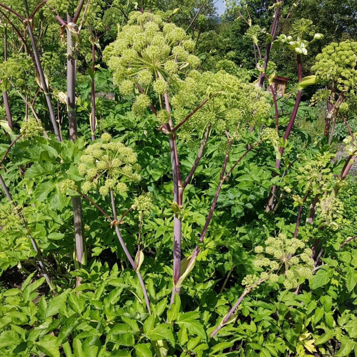 Angelica Seeds