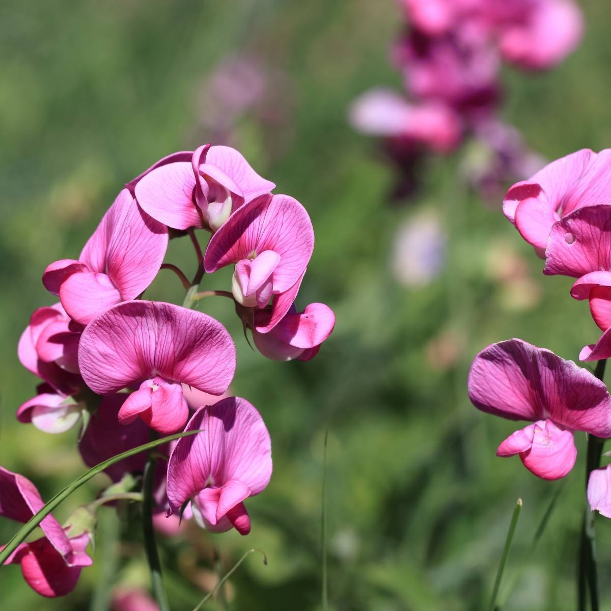 Everlasting Sweetpea Latifolius Pink Seeds