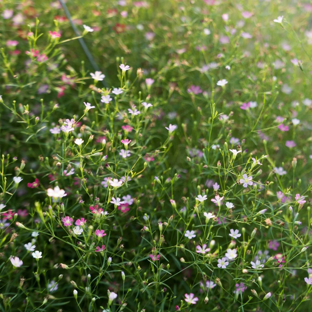 Gypsophila Elegans Mixed Seeds