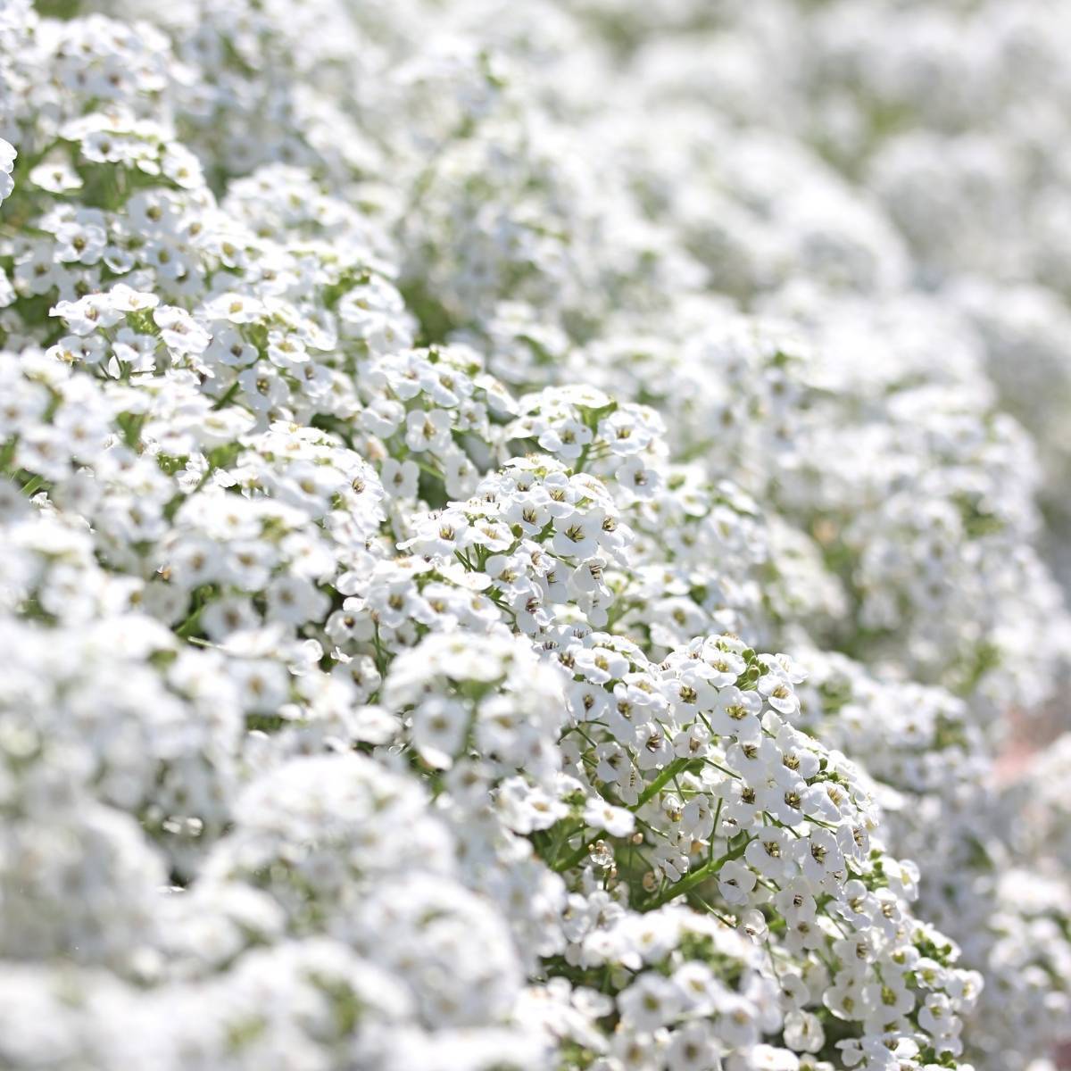 Alyssum Snow Cloth Seeds