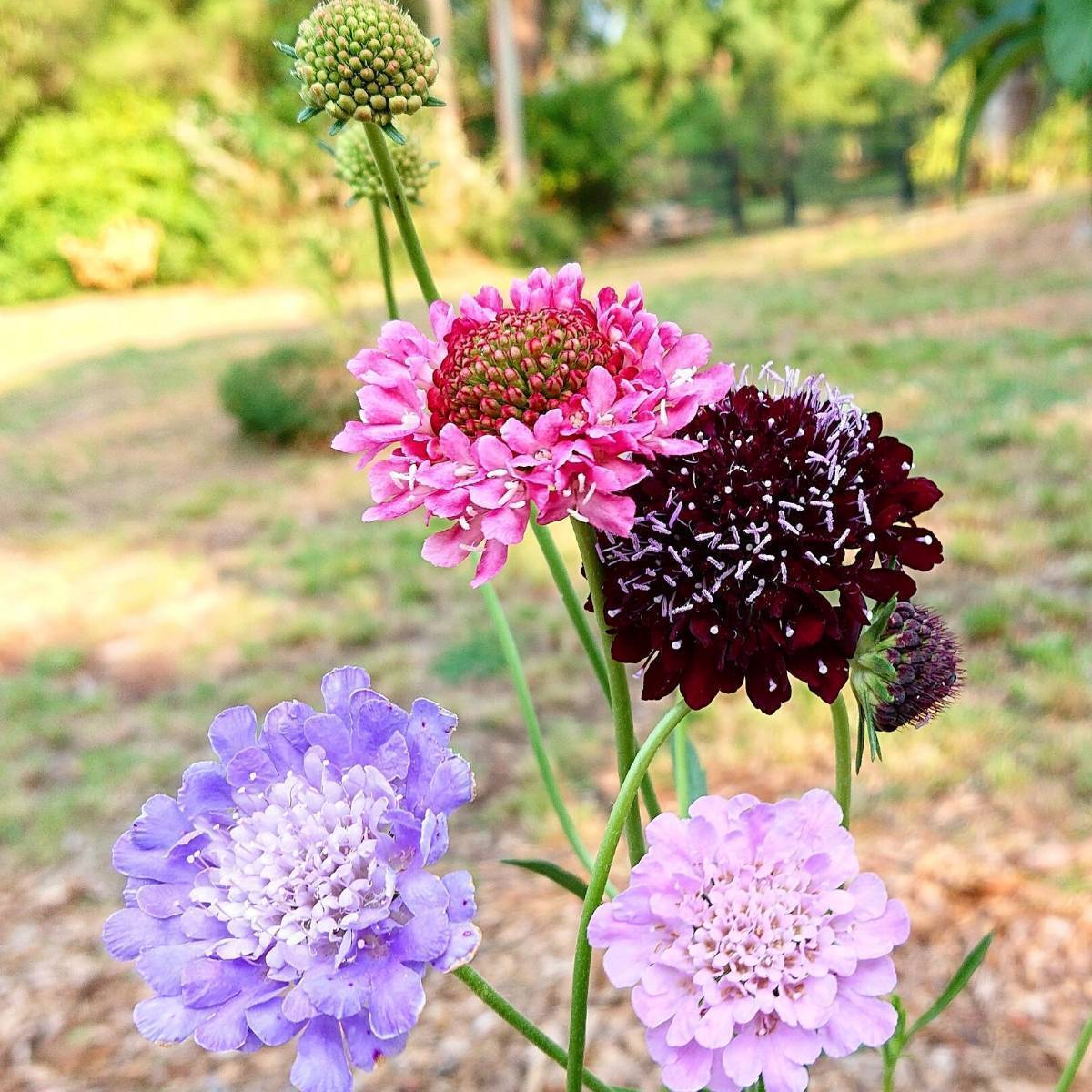 Pincushion Flower Mixed Seeds