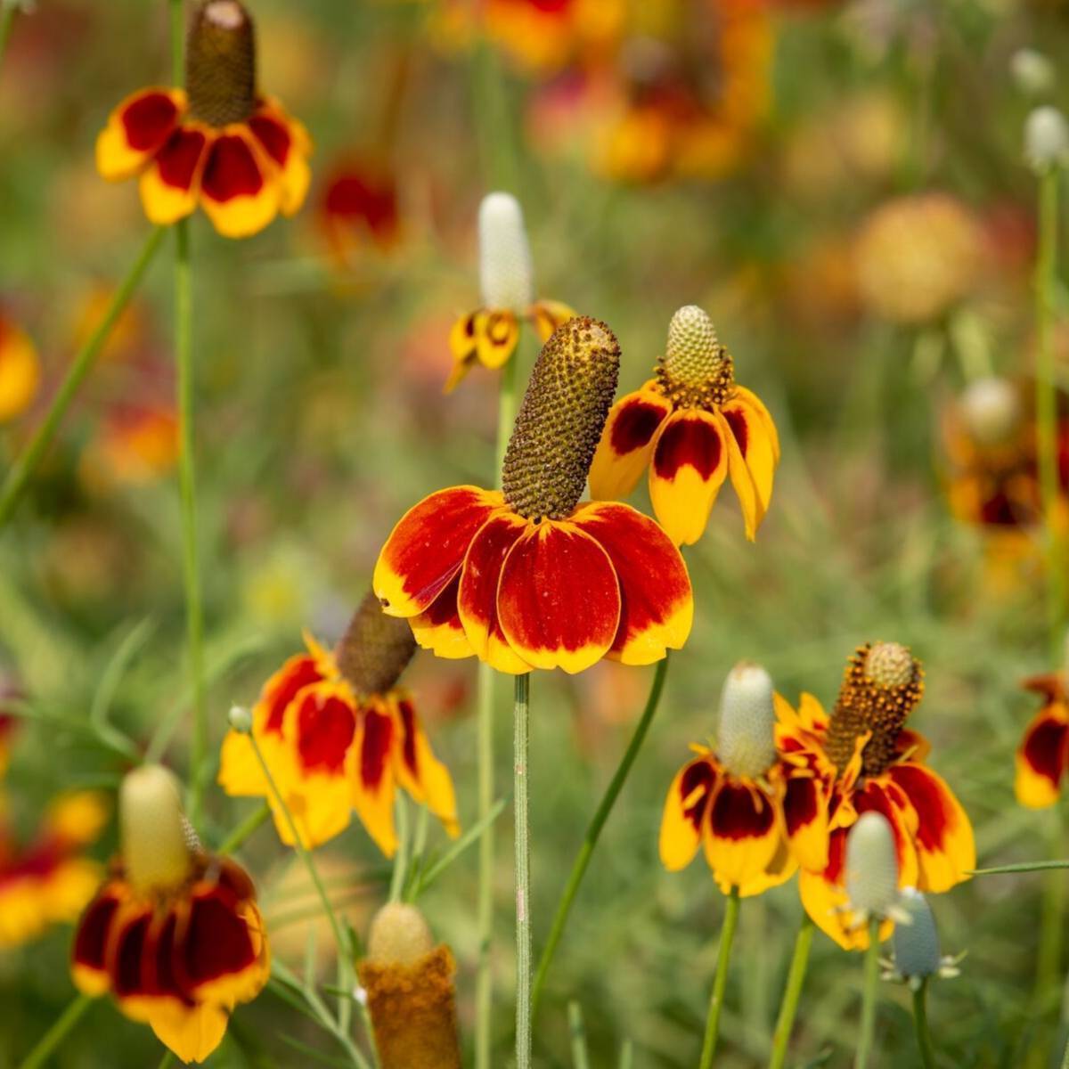 Mexican Hat Flower Seeds