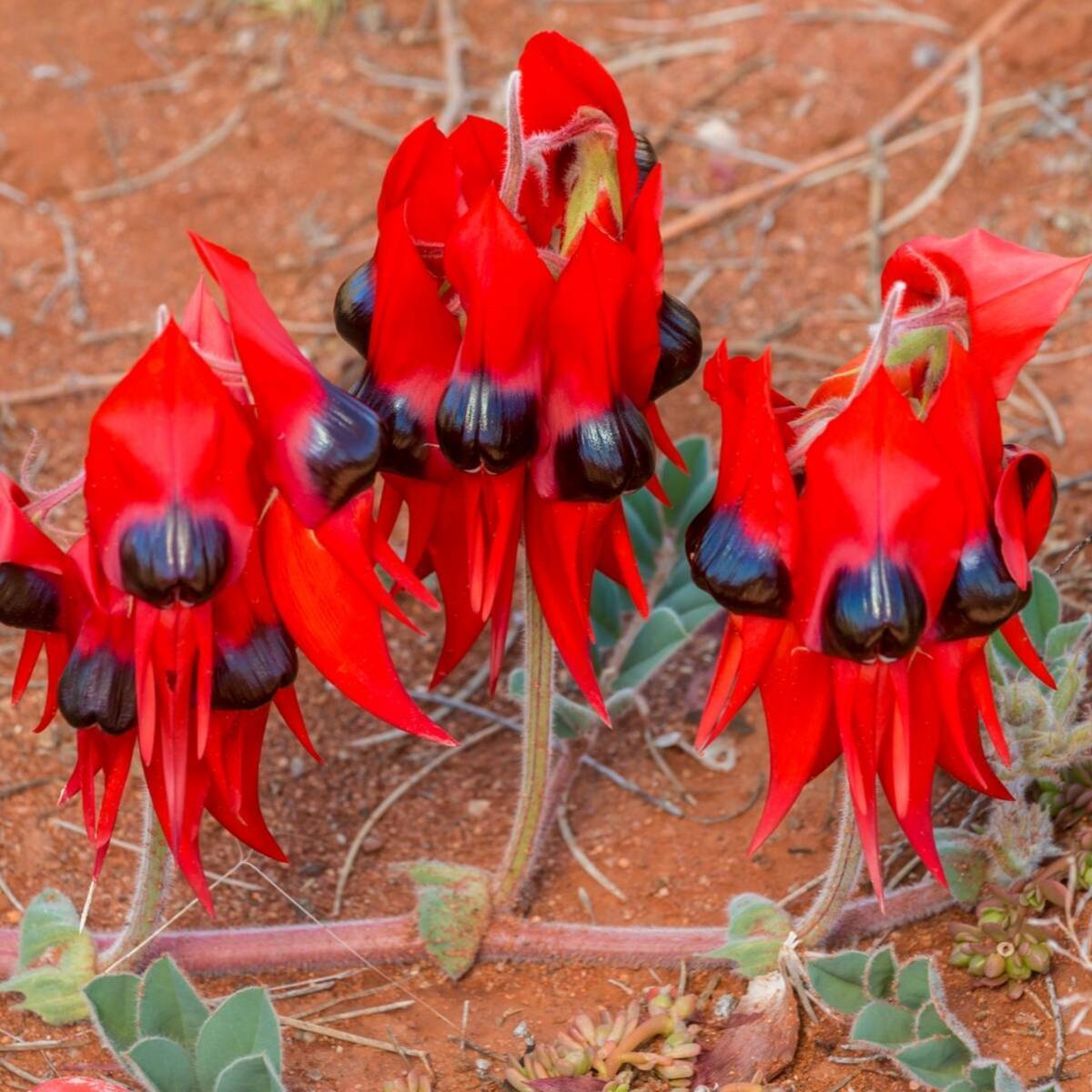 Sturt's Desert Pea Seeds