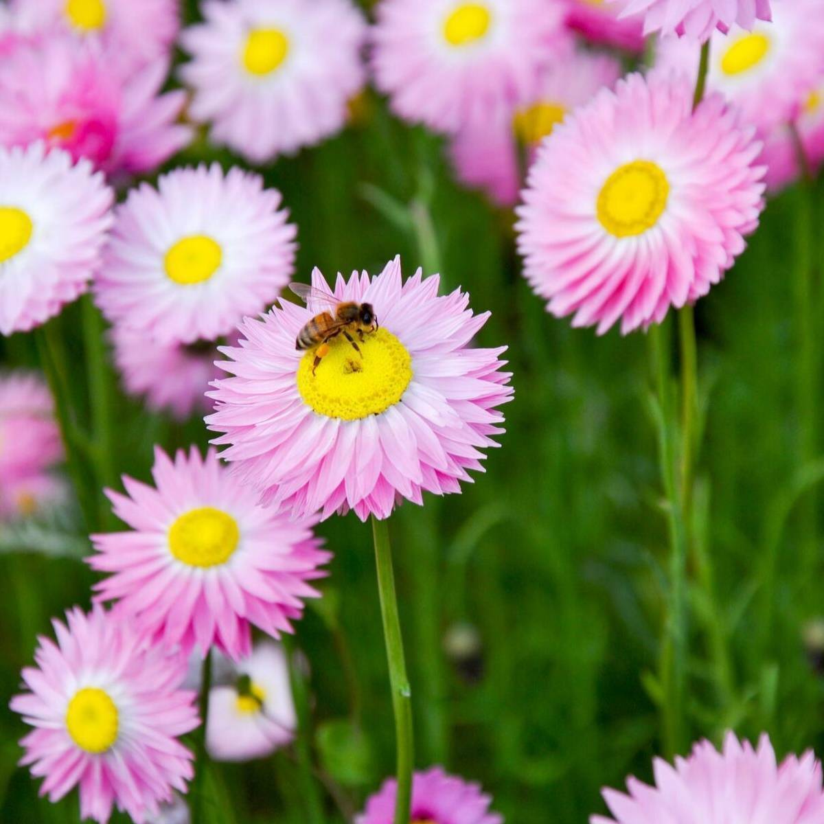 Paper Daisy Rose Seeds