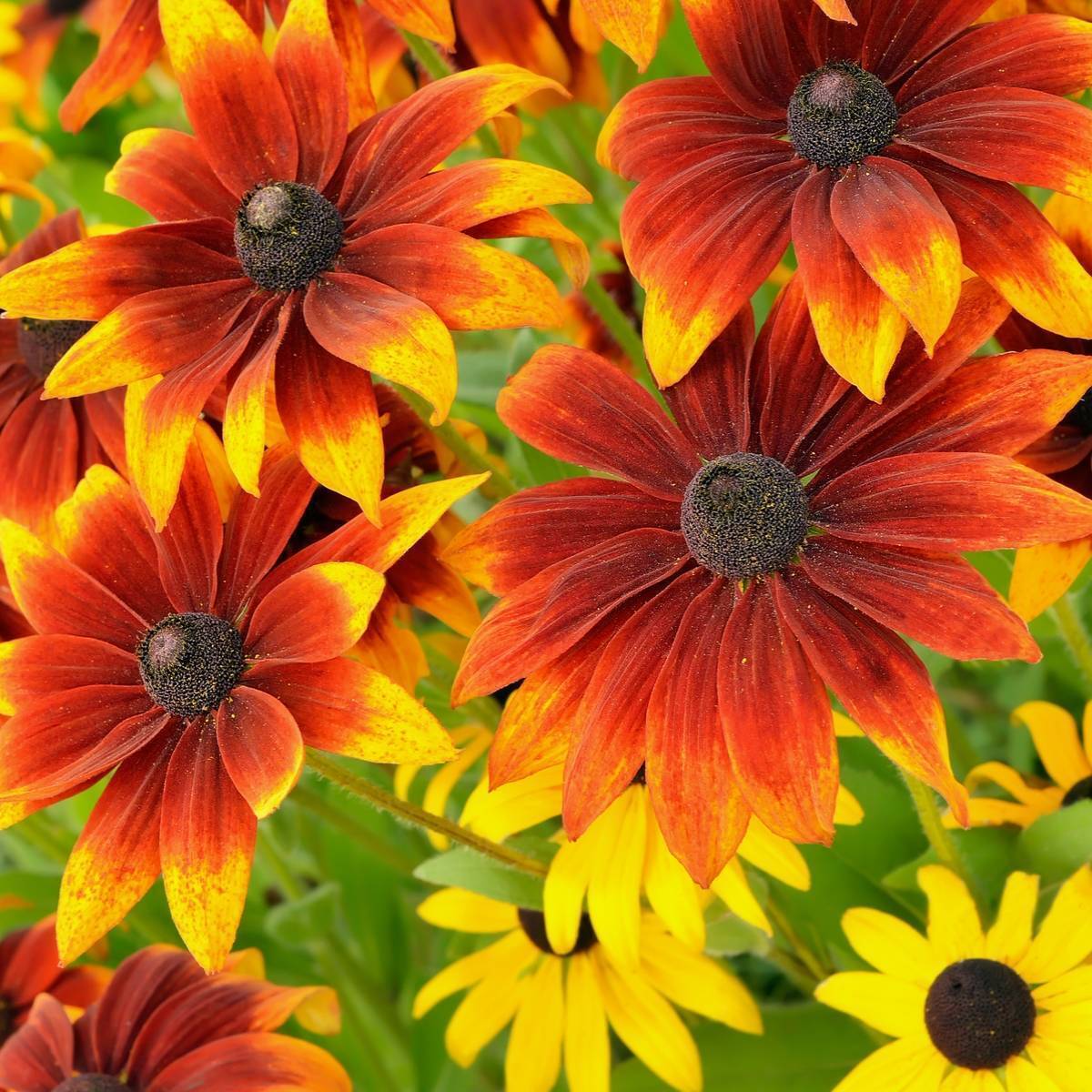 Black Eyed Susan Rustic Dwarf Mixed Seeds