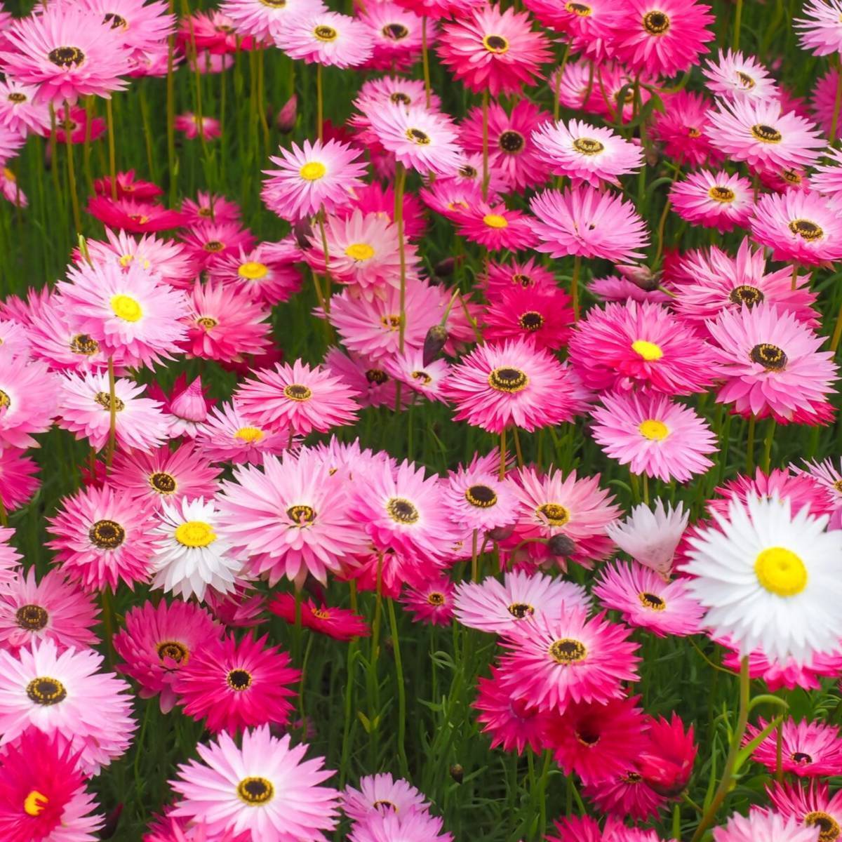 Paper Daisy Pink and White Everlasting Seeds