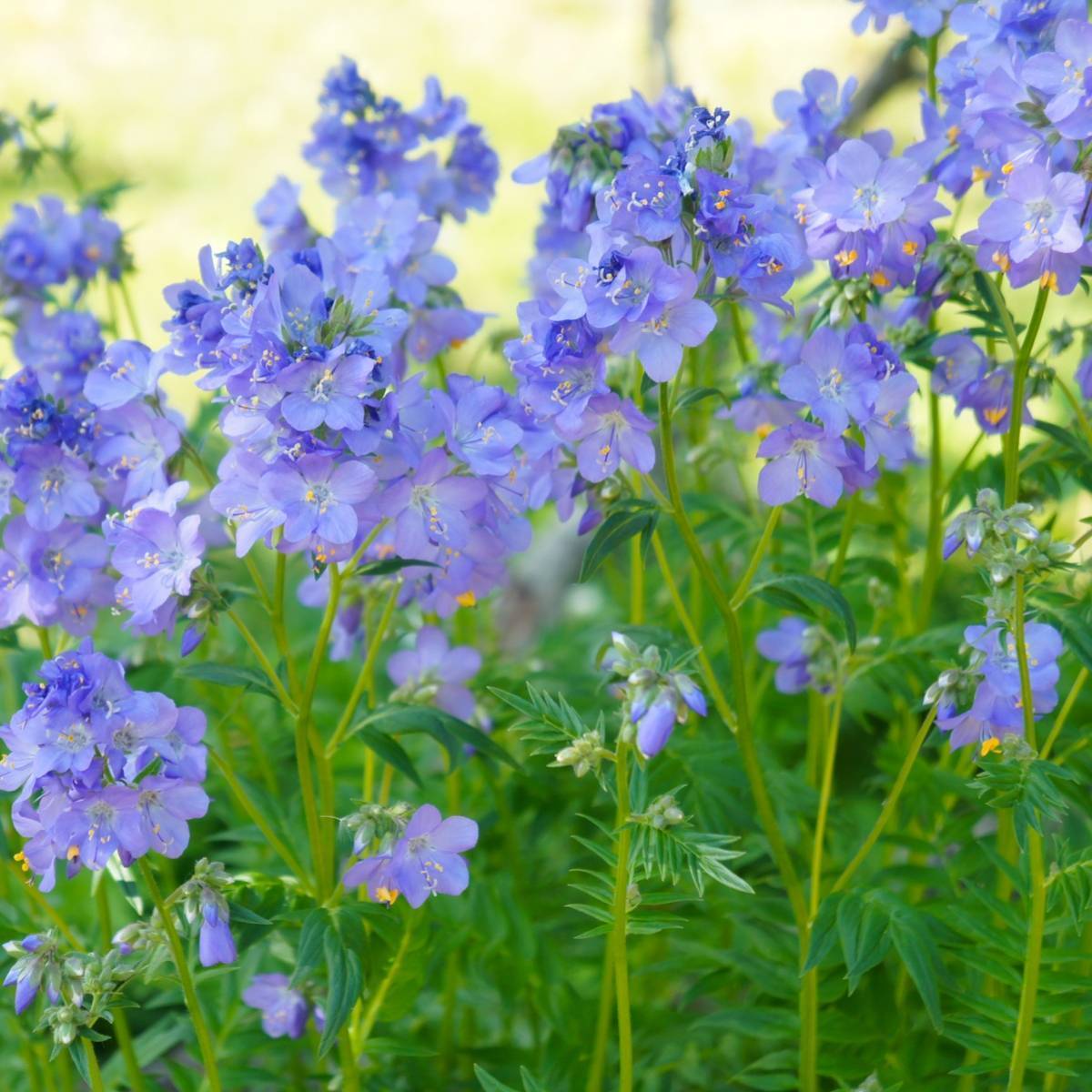 Jacob's Ladder Seeds