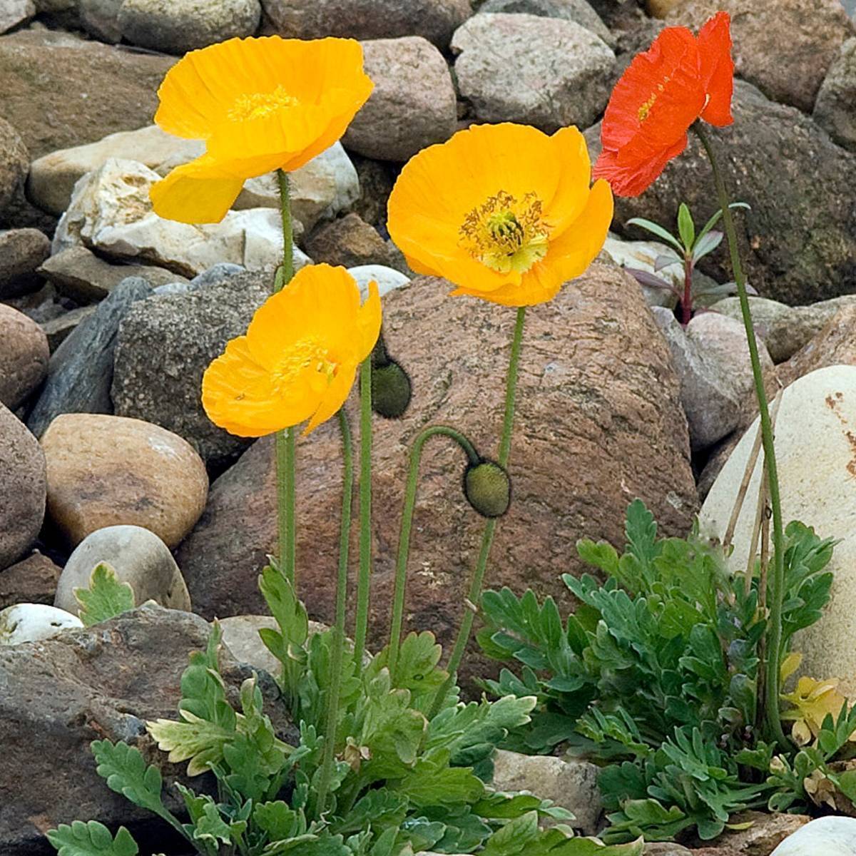 Iceland Poppy Victory Giants Mix Seeds