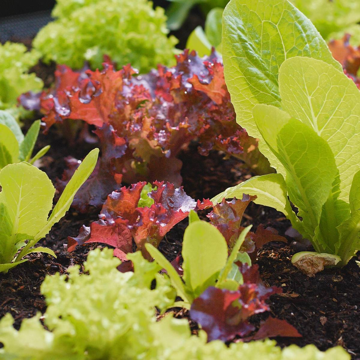 Loose Leaf Mix Lettuce Seeds