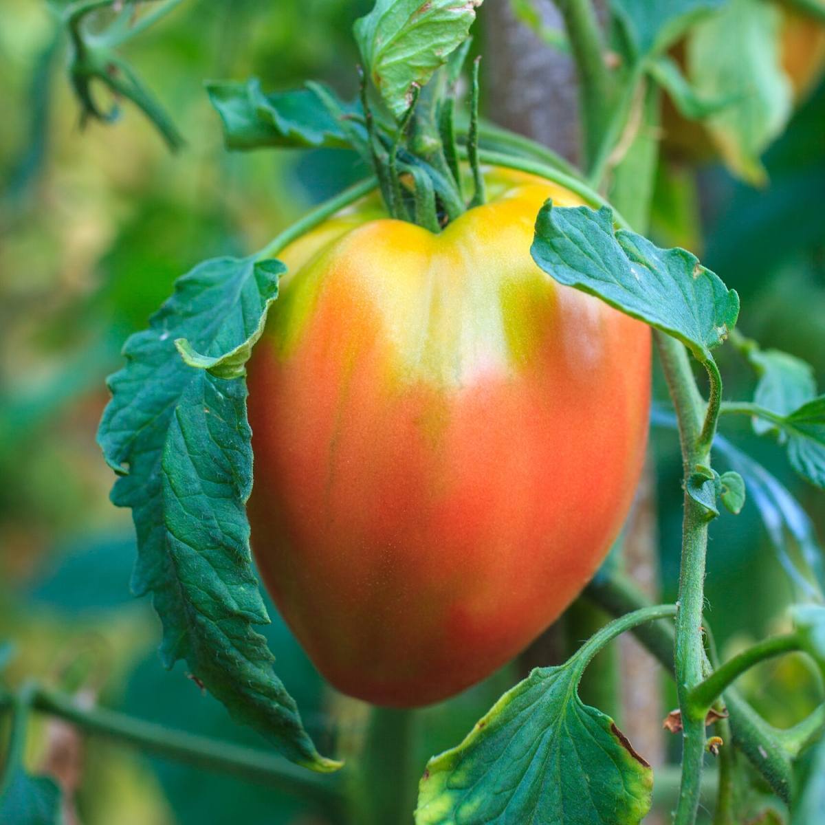 Oxheart Pink Tomato Seeds