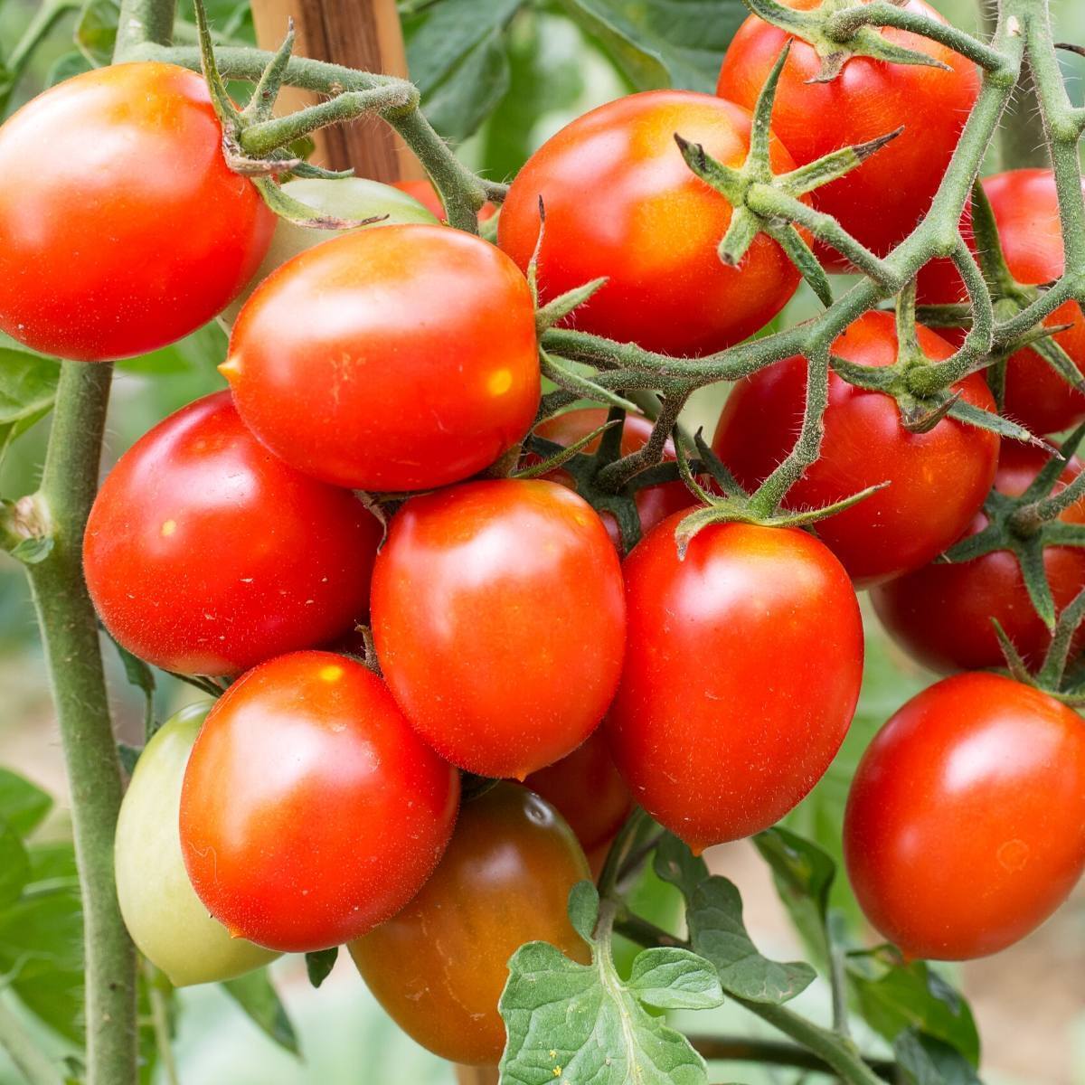 Riesentraube Tomato Seeds