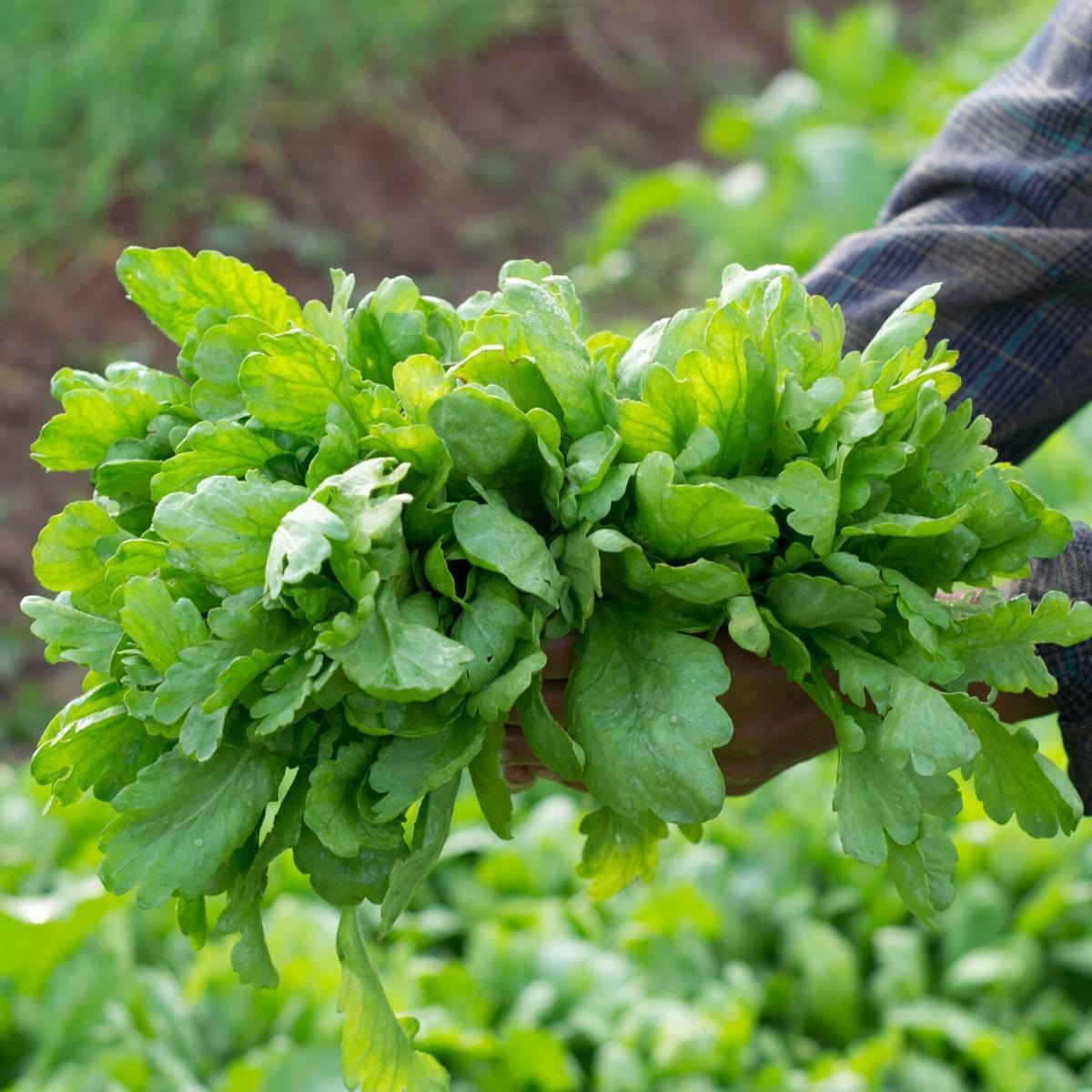 Large Round Leaf Garland Seeds