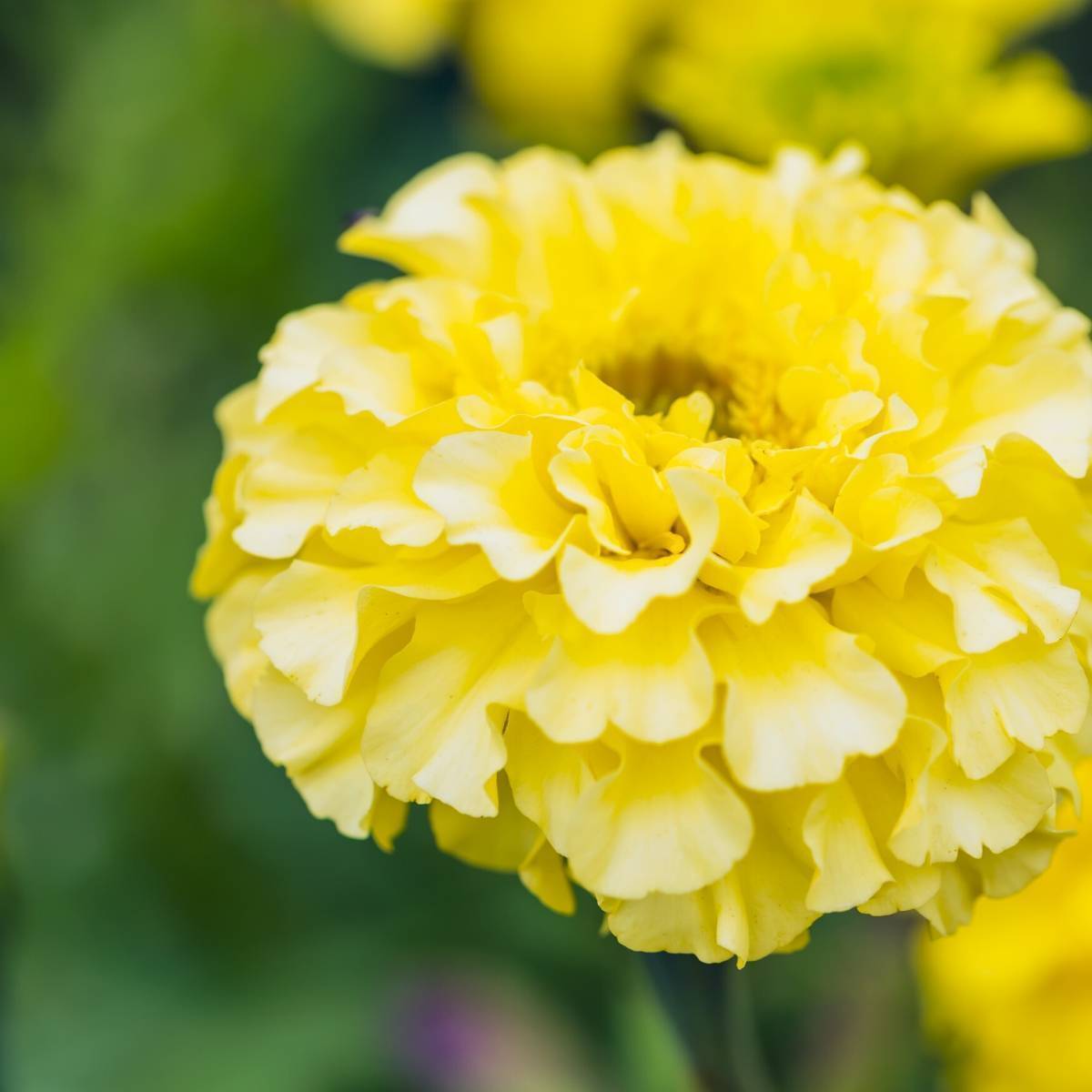 Marigold French Lemon Drop Seeds