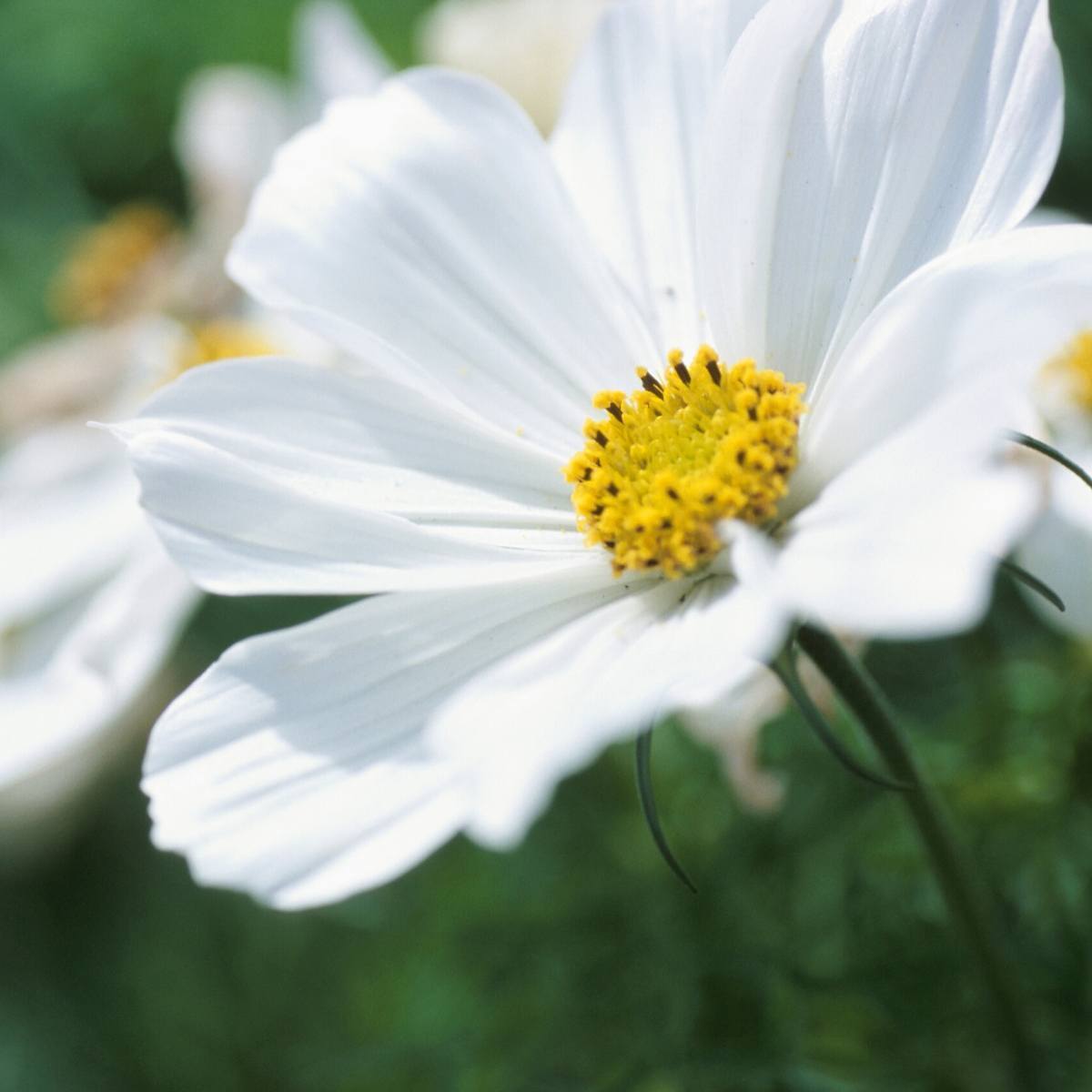 Cosmos Dwarf Vega White Seeds