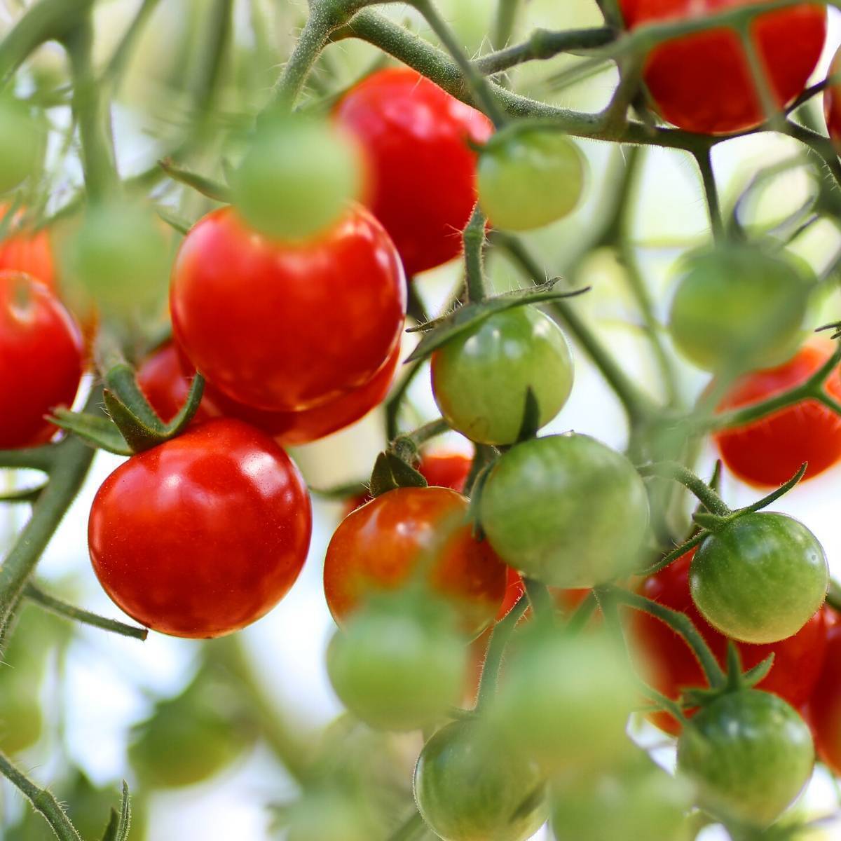 Totem Tomato Seeds