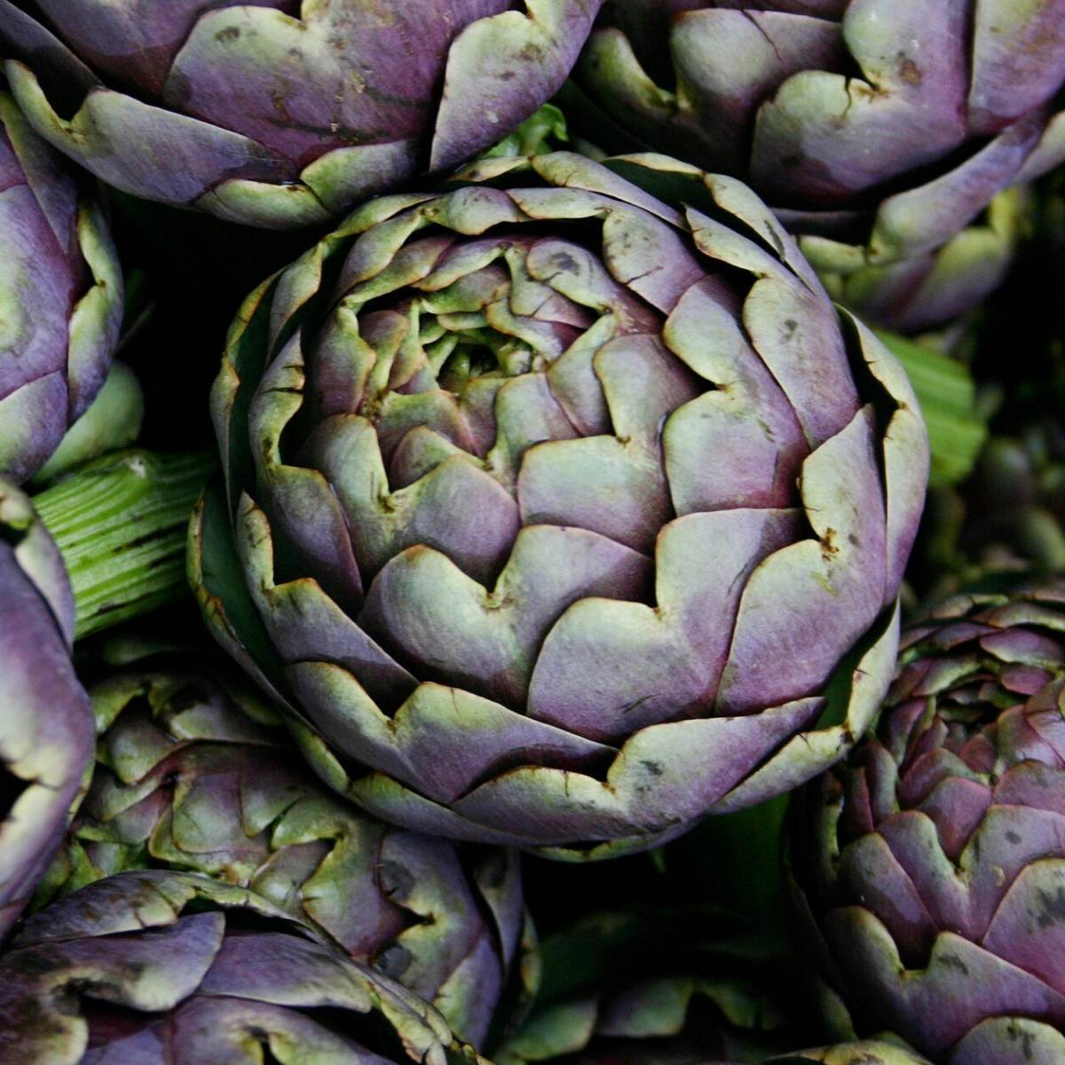 Romanesco Artichoke Seeds