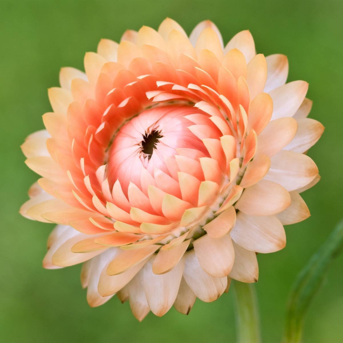 Everlasting Daisy Salmon Rose Seeds