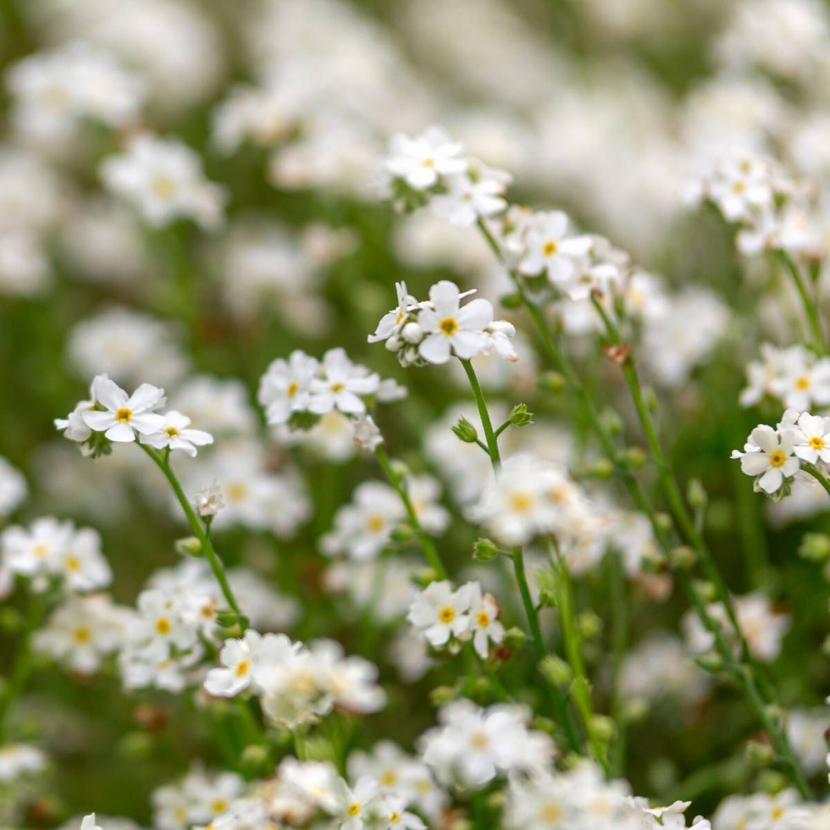 Forget Me Not White Seeds