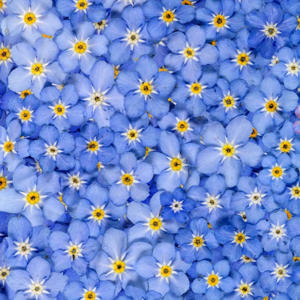 Forget Me Not Blue Ball Seeds