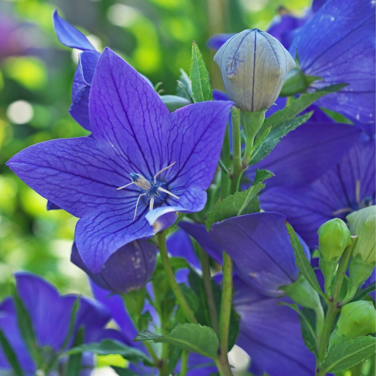 Balloon Flower Tall Blue Seeds