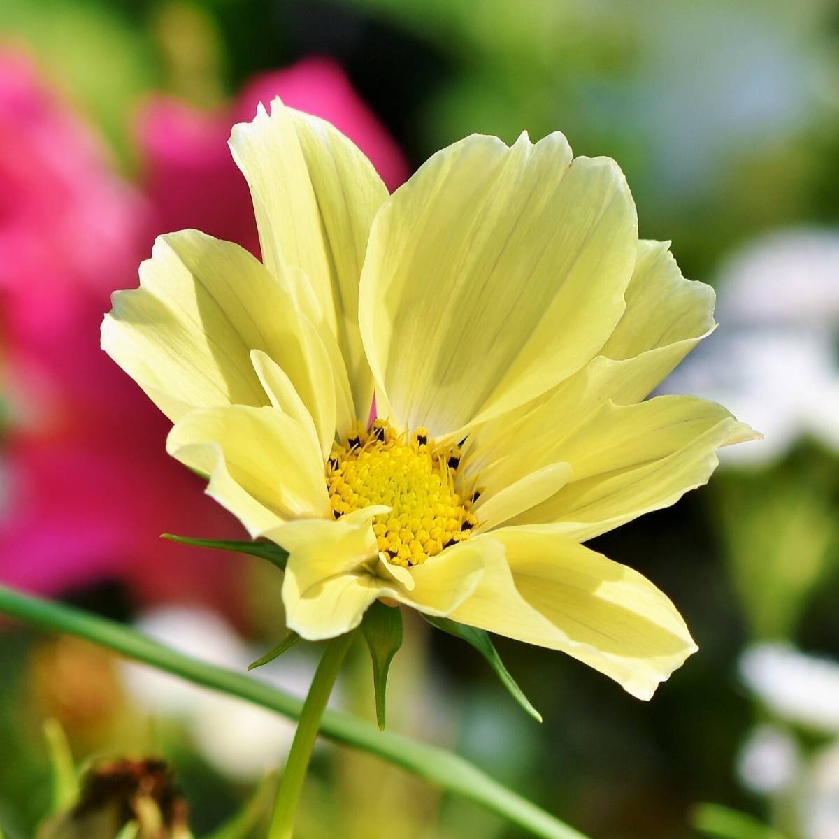 Cosmos Sunset Yellow Seeds